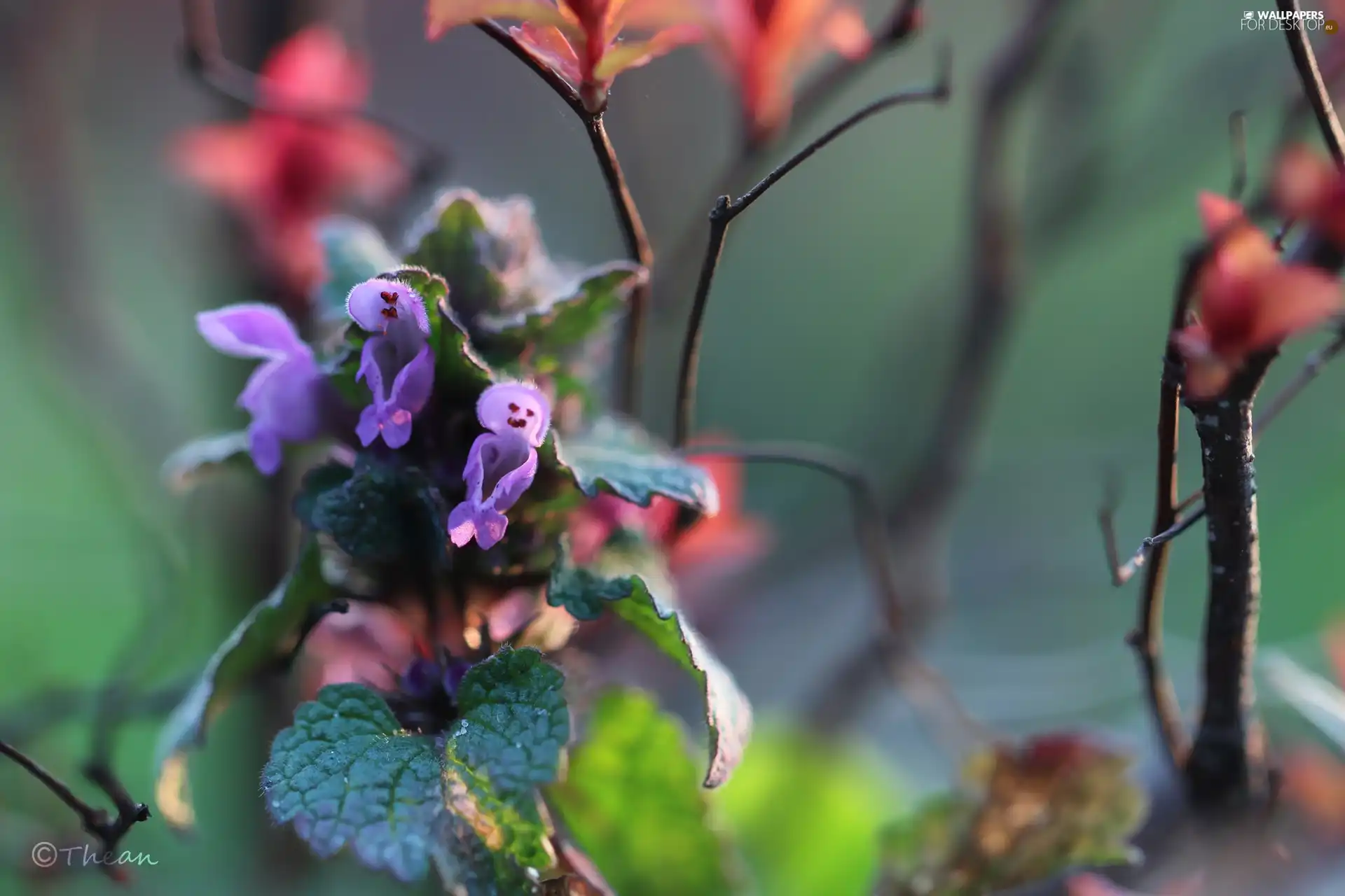 Flowers, nettle, Pink