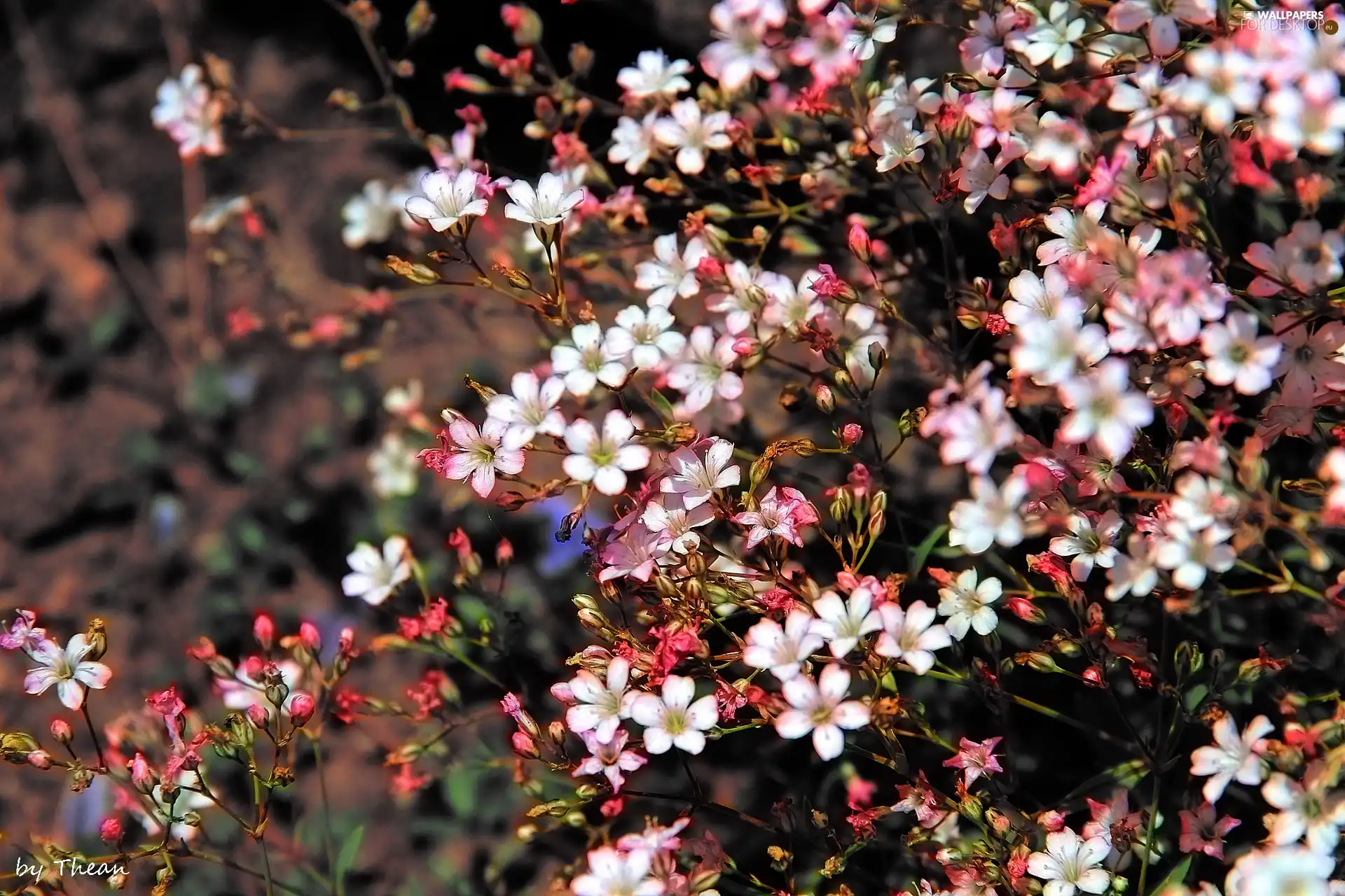 Flowers, Tiny, Pink