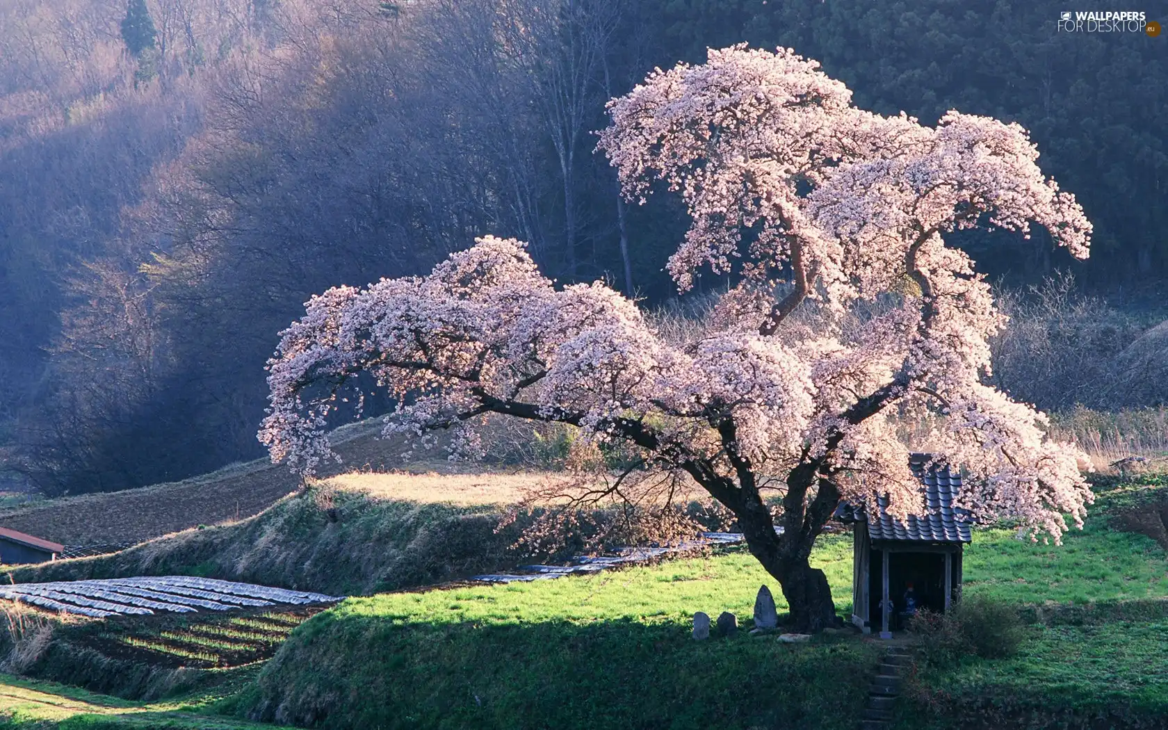 Flowers, trees, Pink