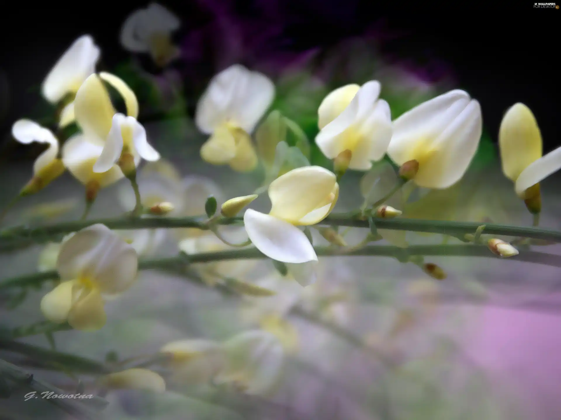 plant, White, Flowers, yellow