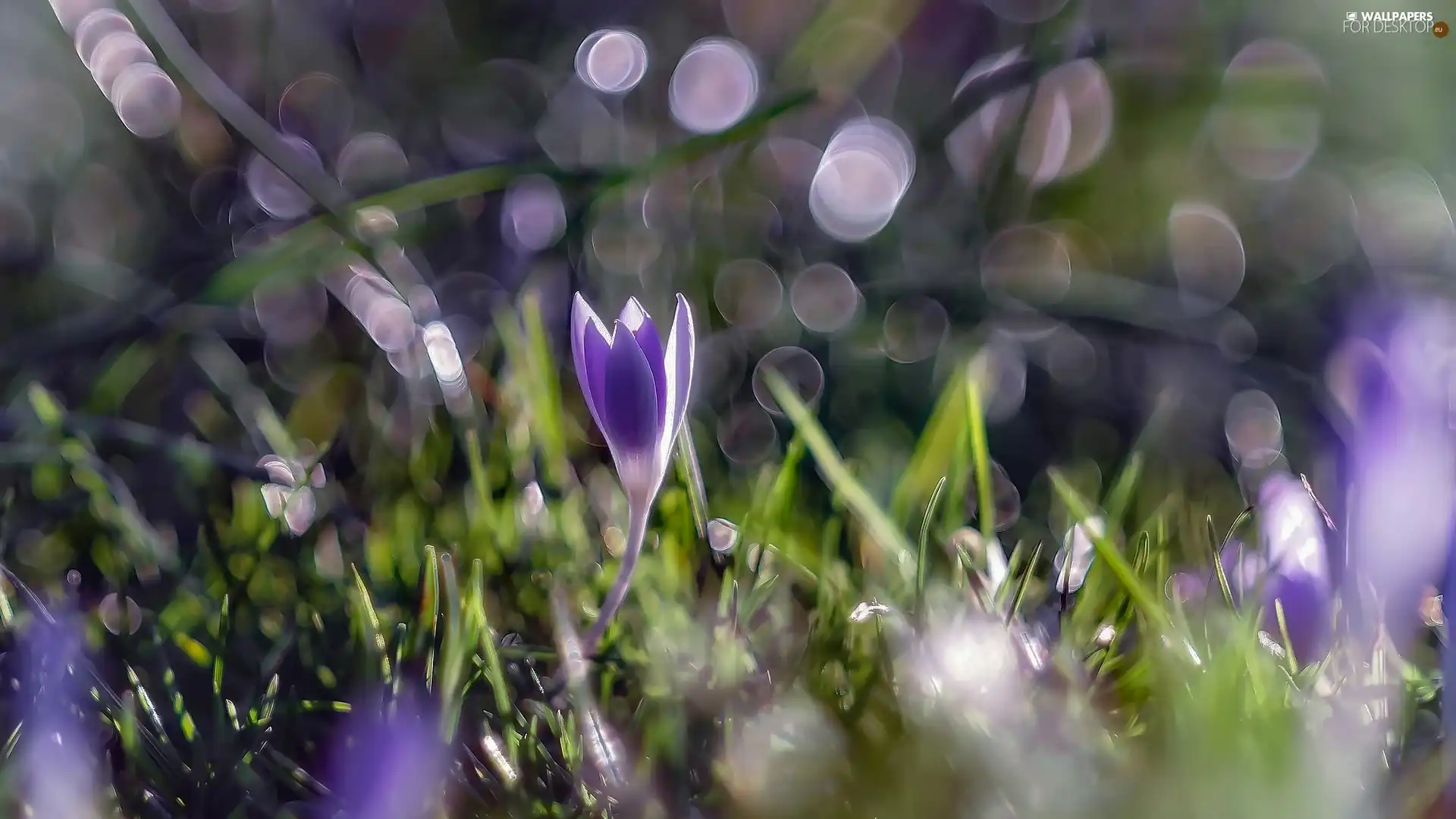 Colourfull Flowers, Plants, Bokeh, crocus