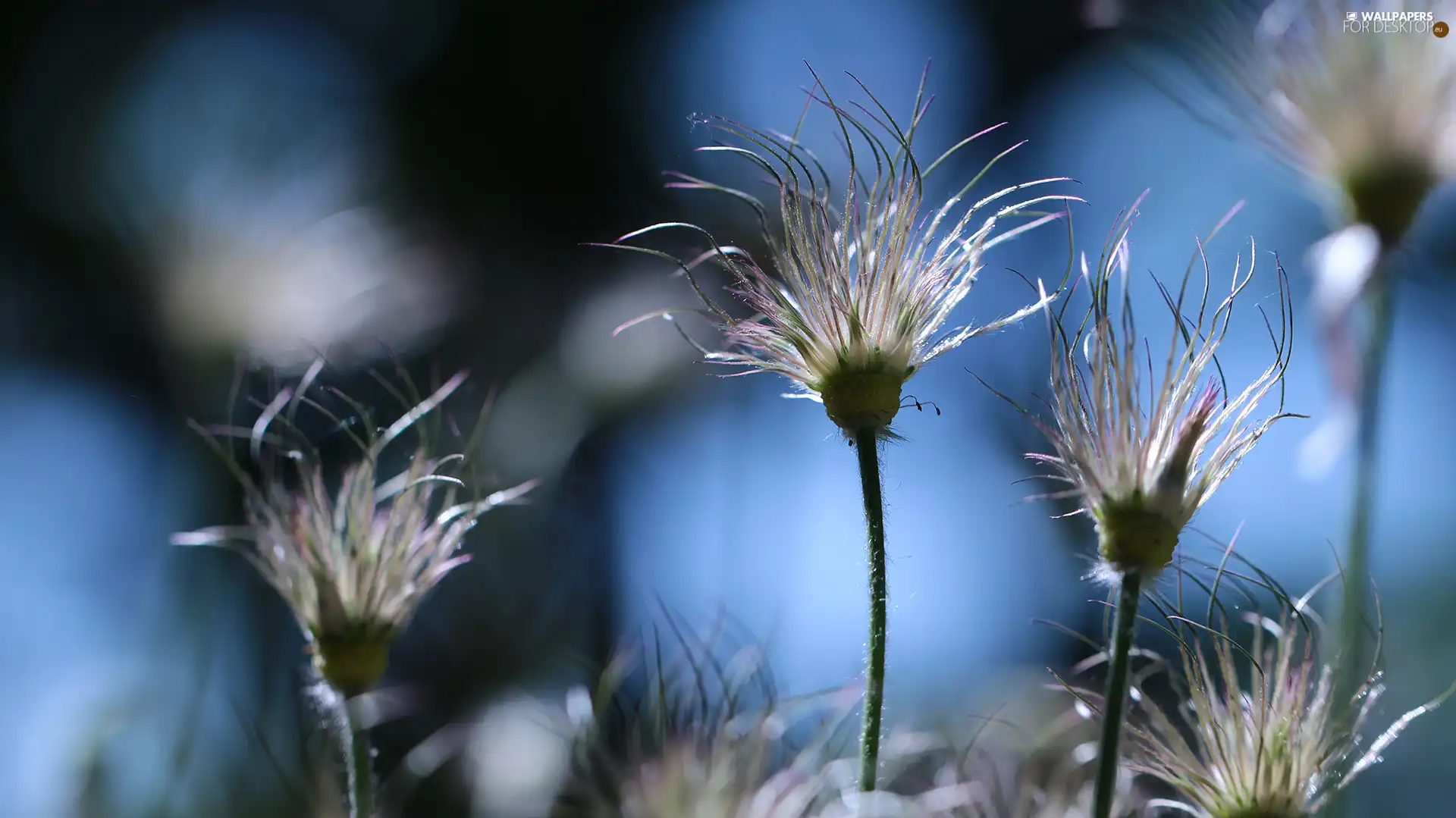Flowers, pasque, Plants