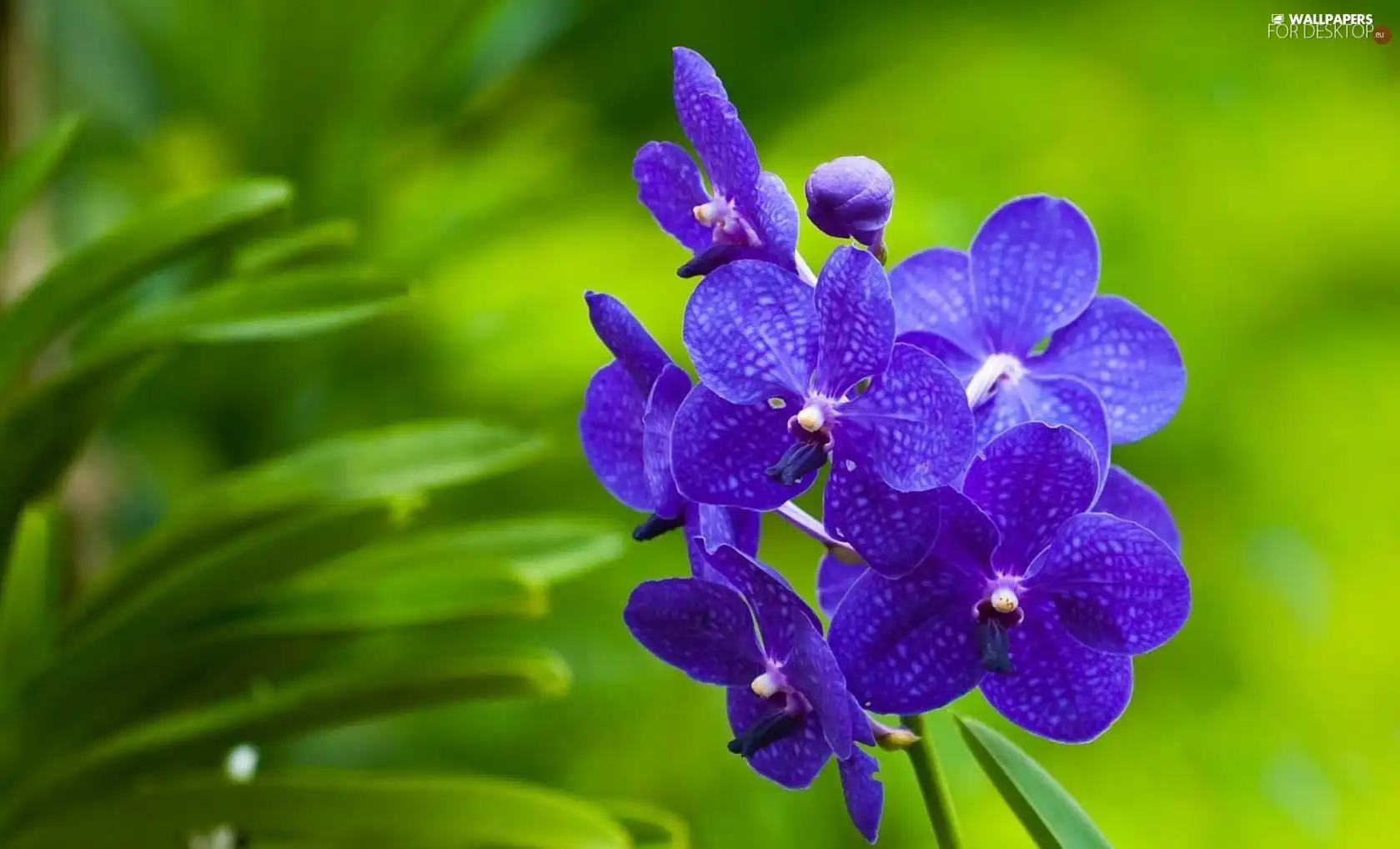 purple, Flowers