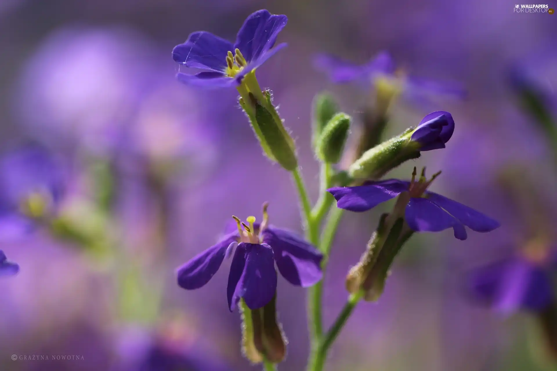 purple, Flowers