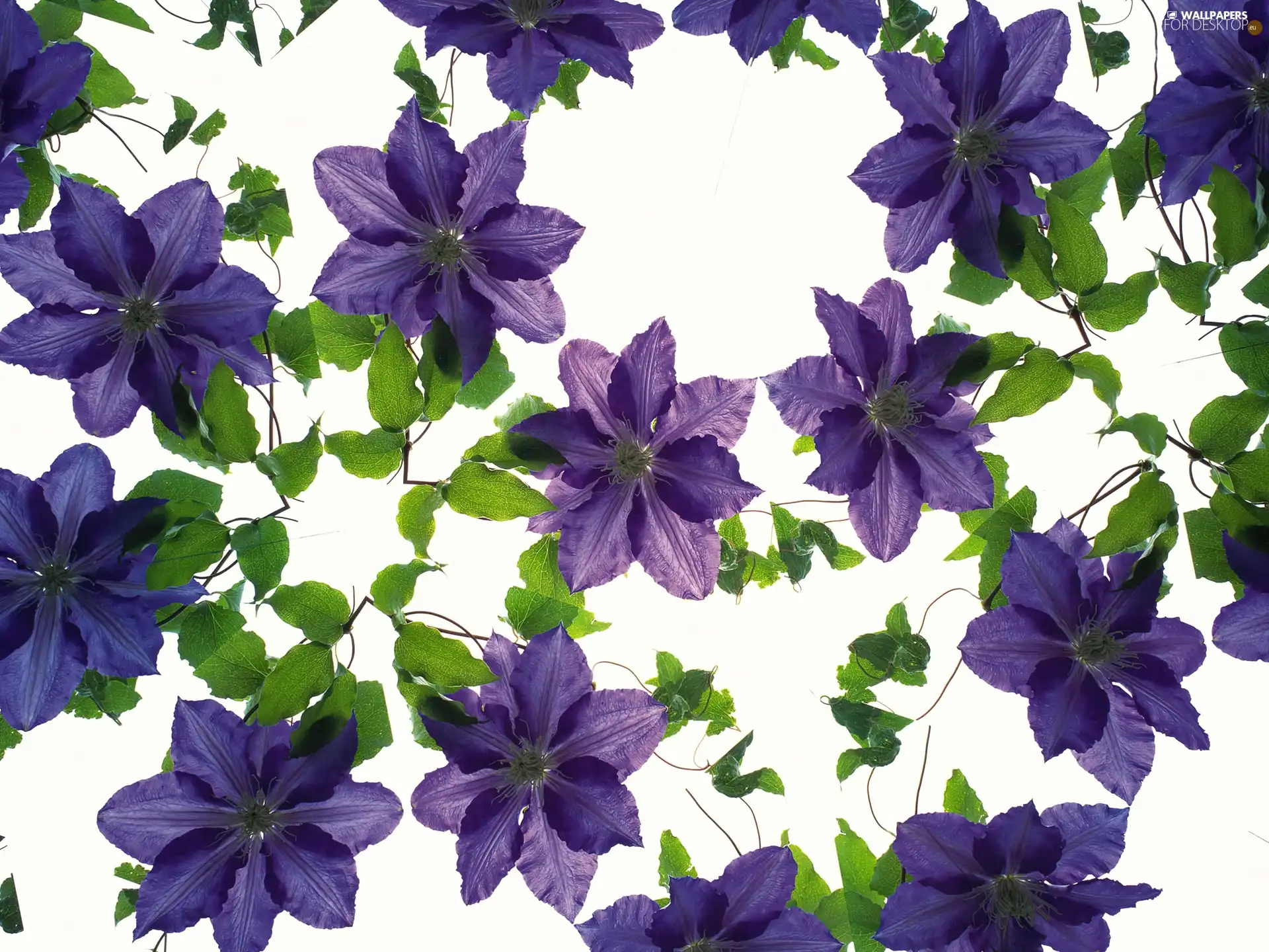 purple, Flowers