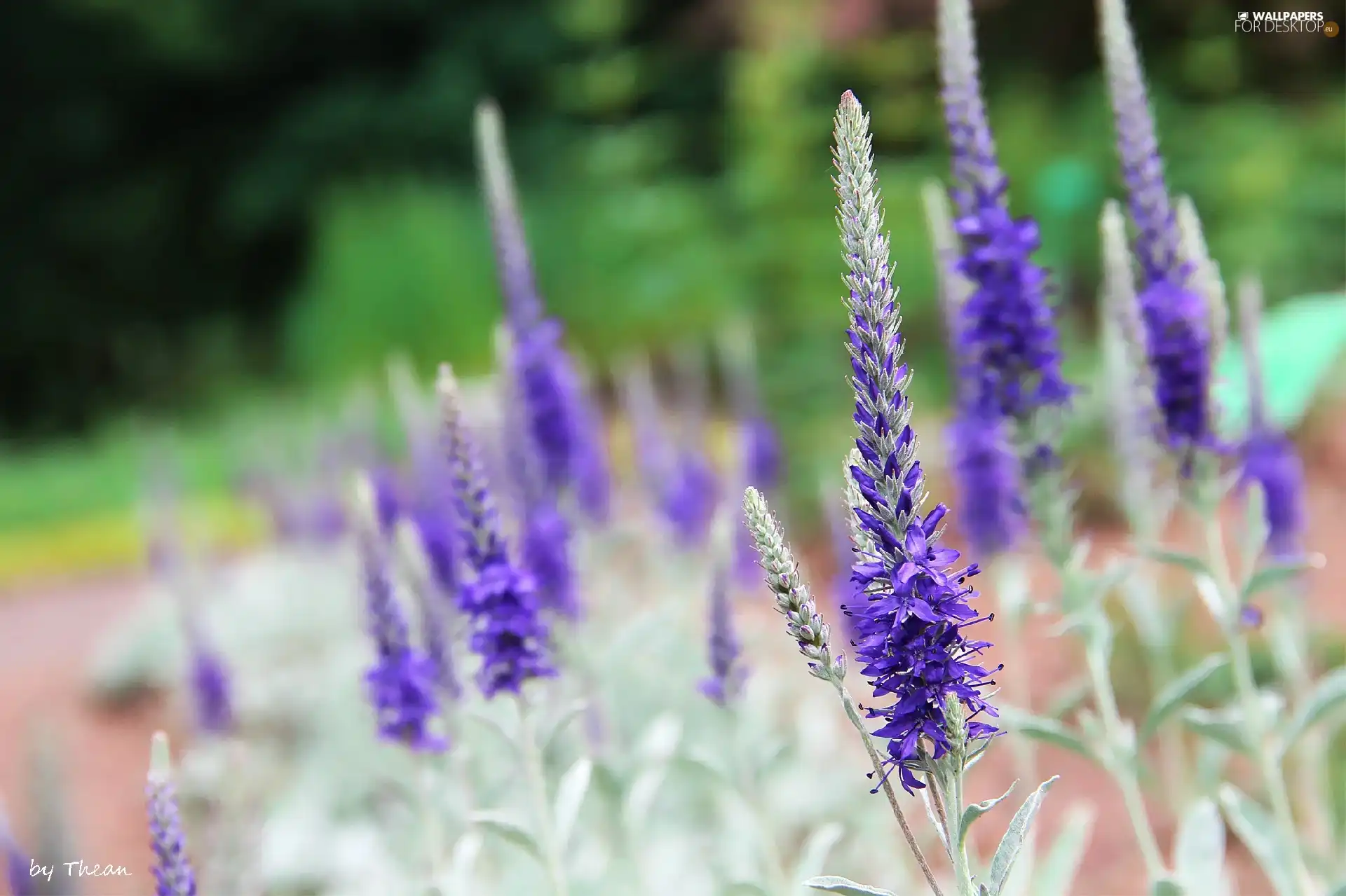 purple, Flowers