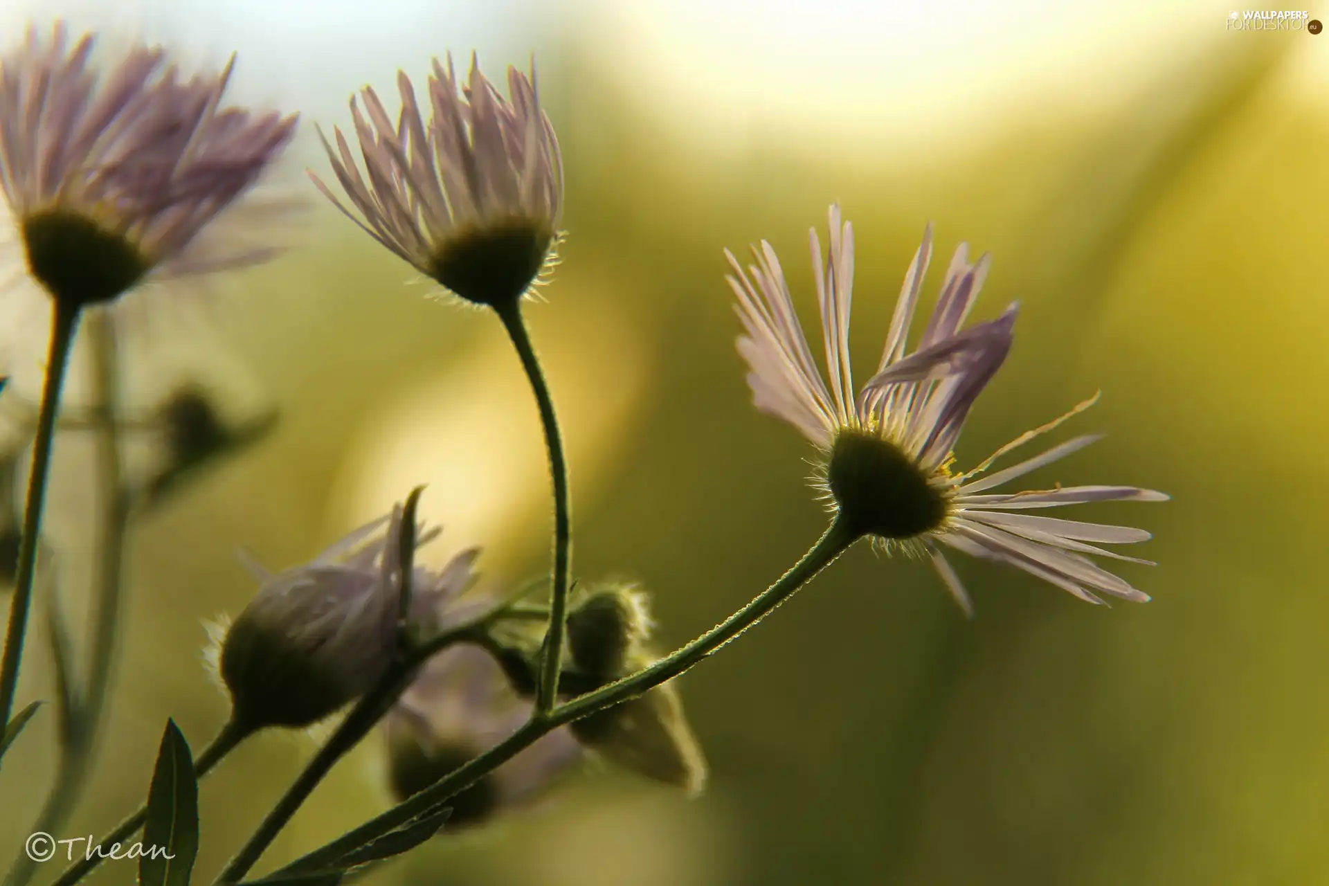 purple, Flowers