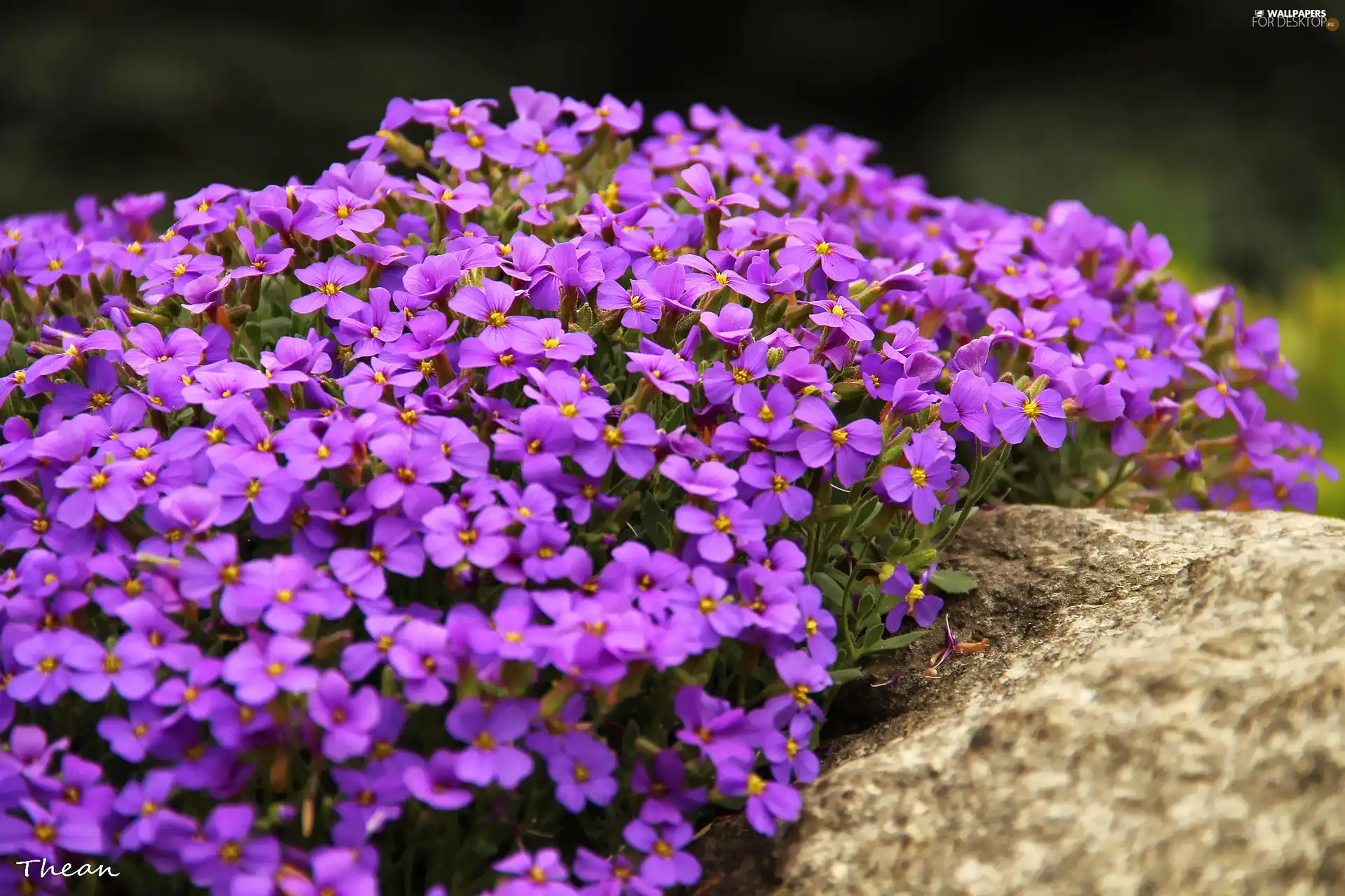 purple, Flowers