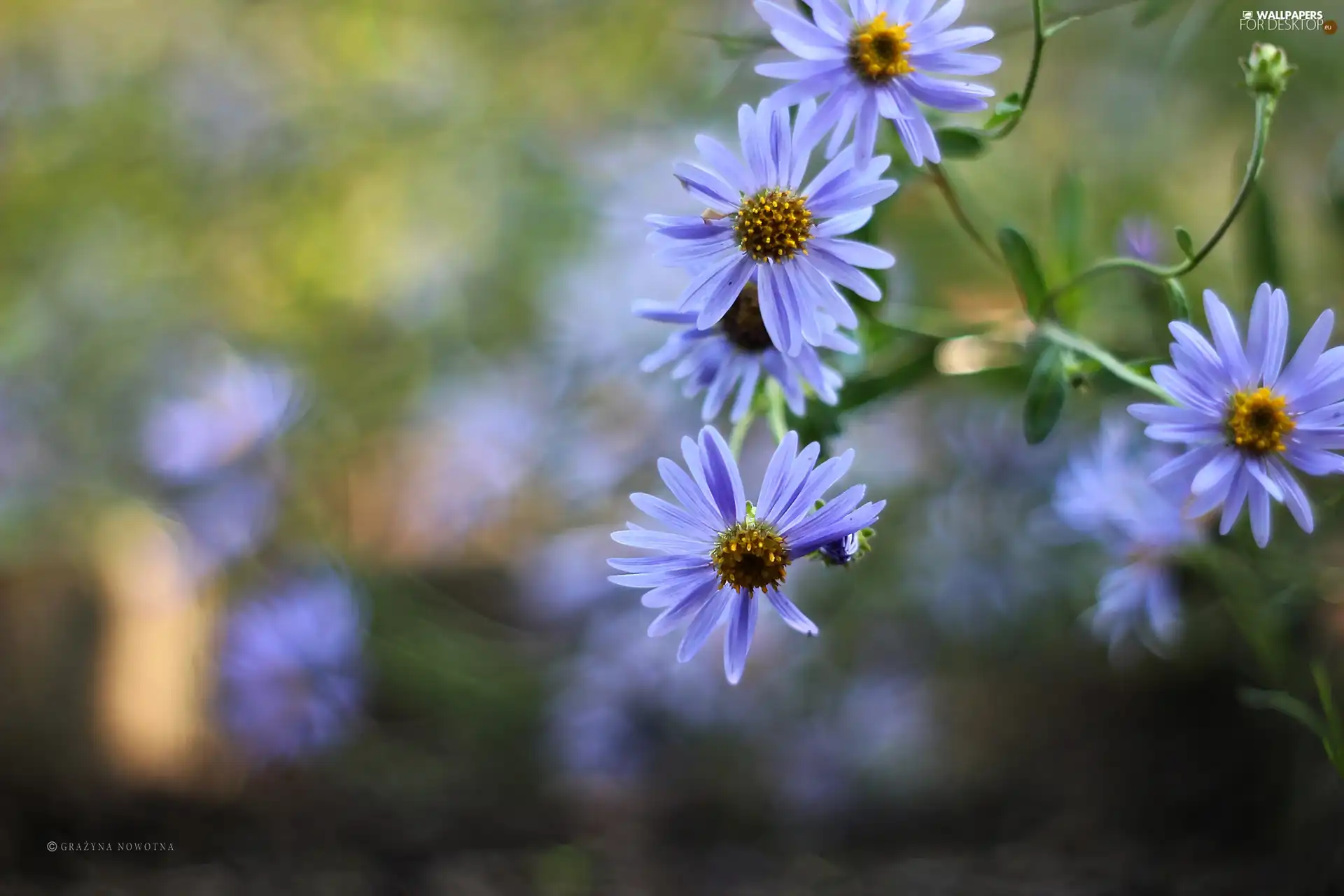 Flowers, Astra, purple