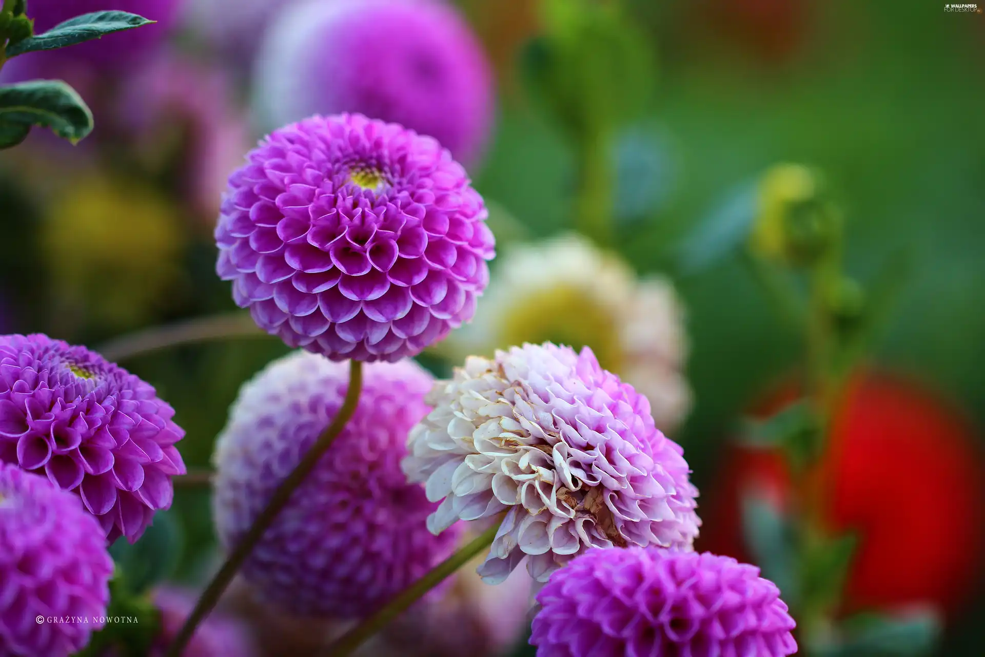 Flowers, dahlias, purple