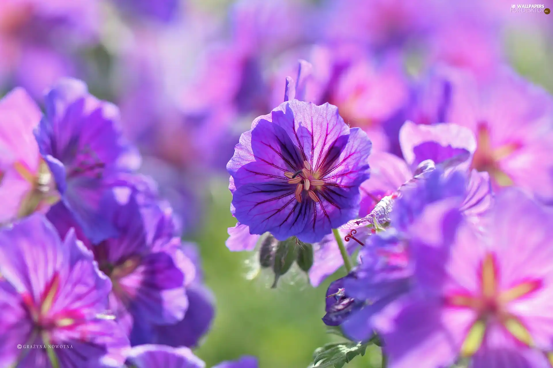 Flowers, geranium, purple