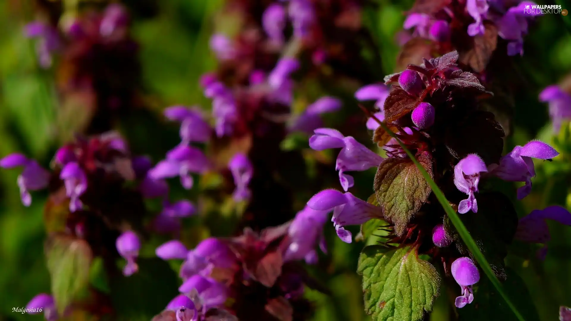 Lamium Purple, purple, Flowers