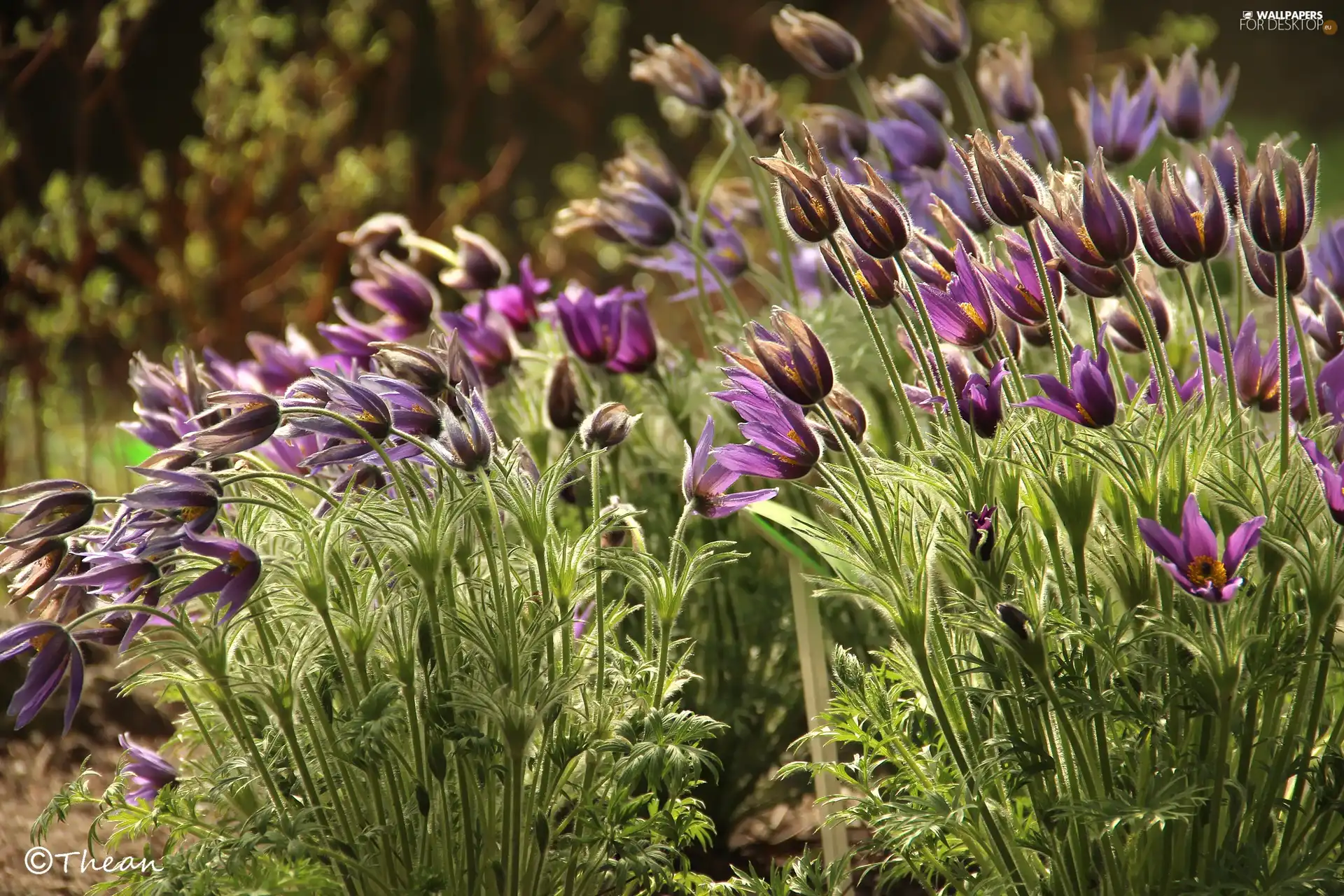 Flowers, pasque, purple