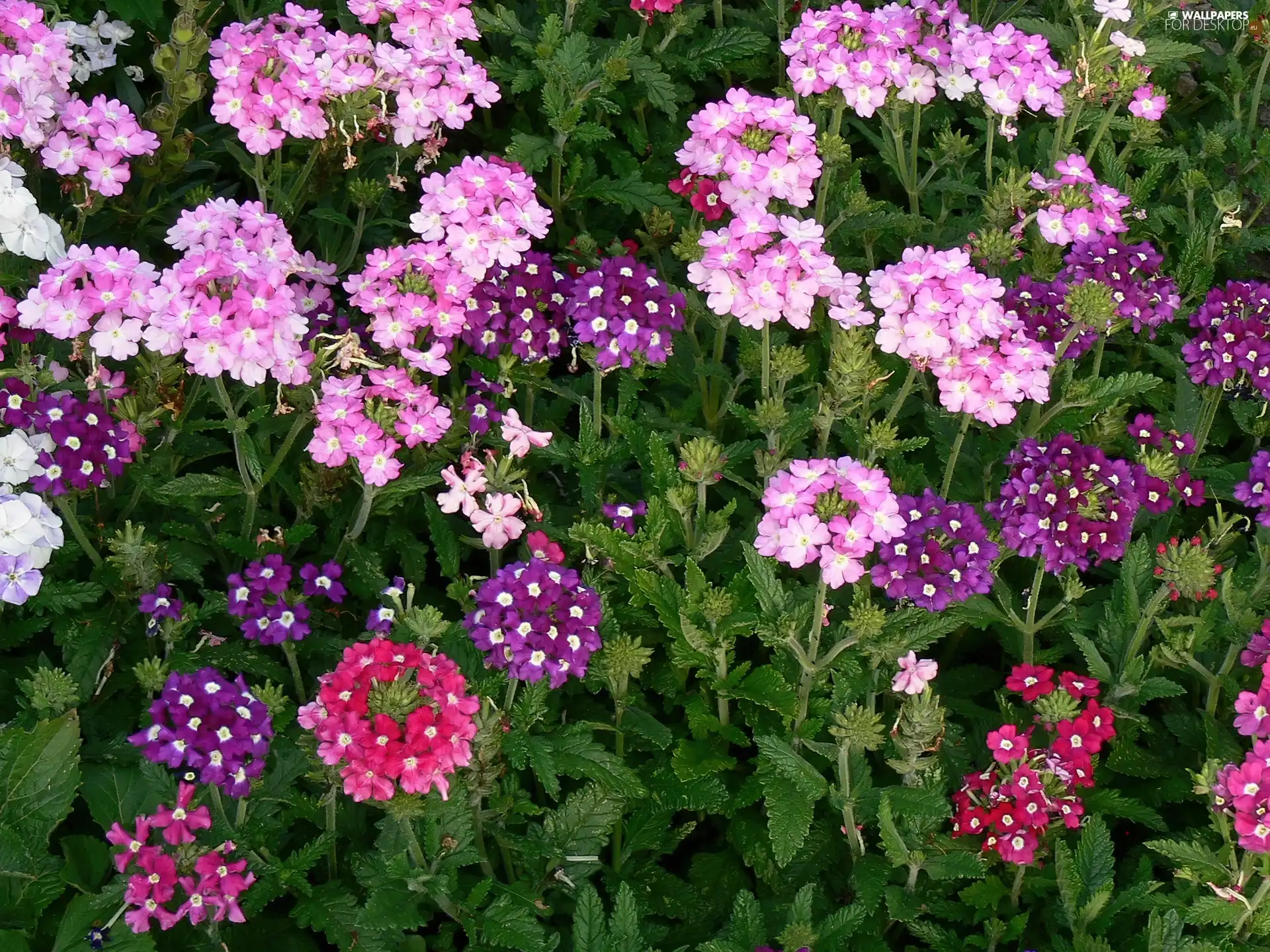 Flowers, Pink, purple