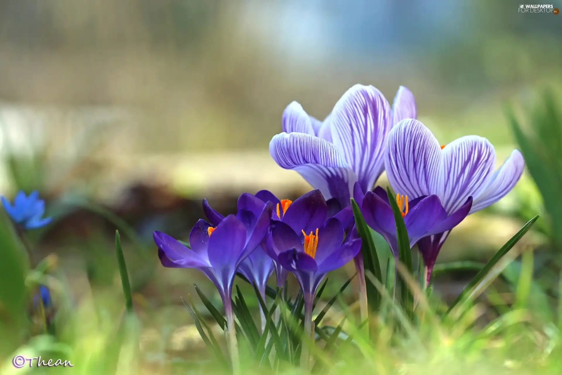 purple, Spring, Flowers, crocuses