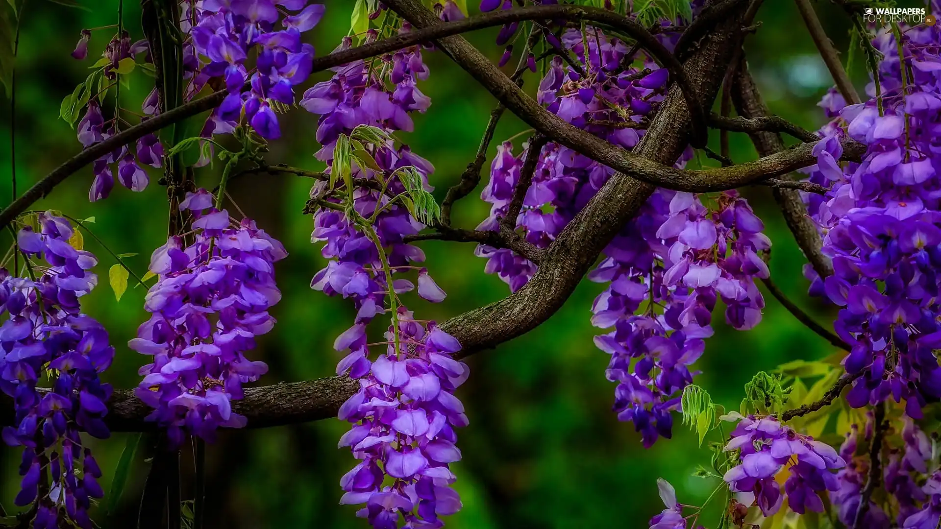Flowers, wistaria, purple