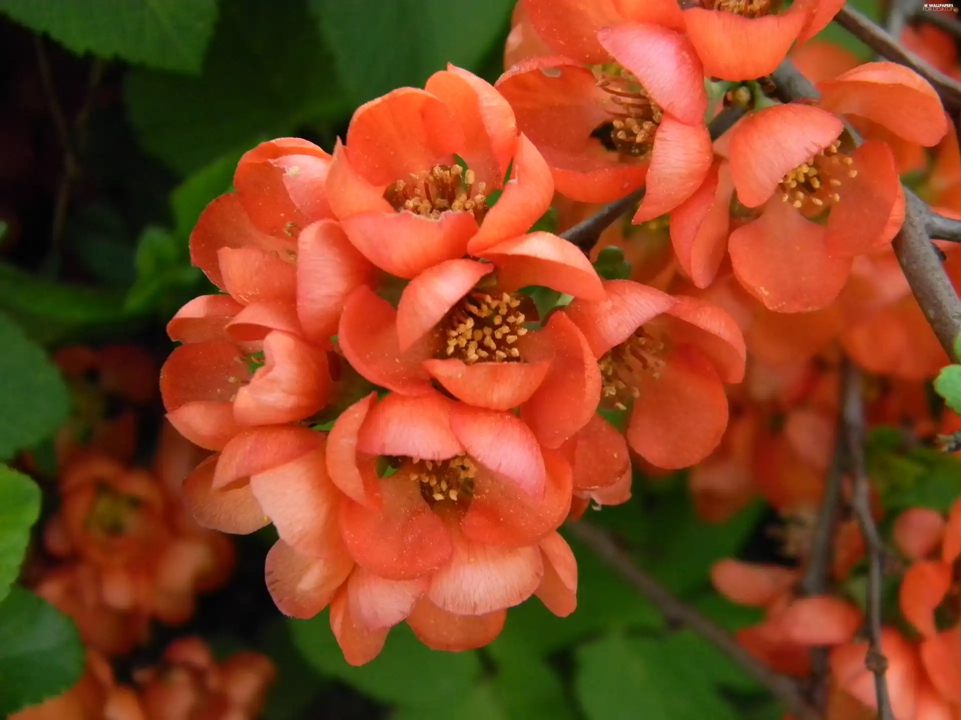 Flowers, Bush, quince