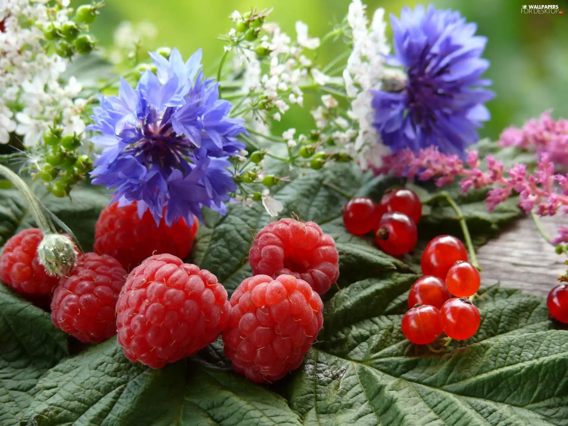 raspberries, Wildflowers, Flowers, currants