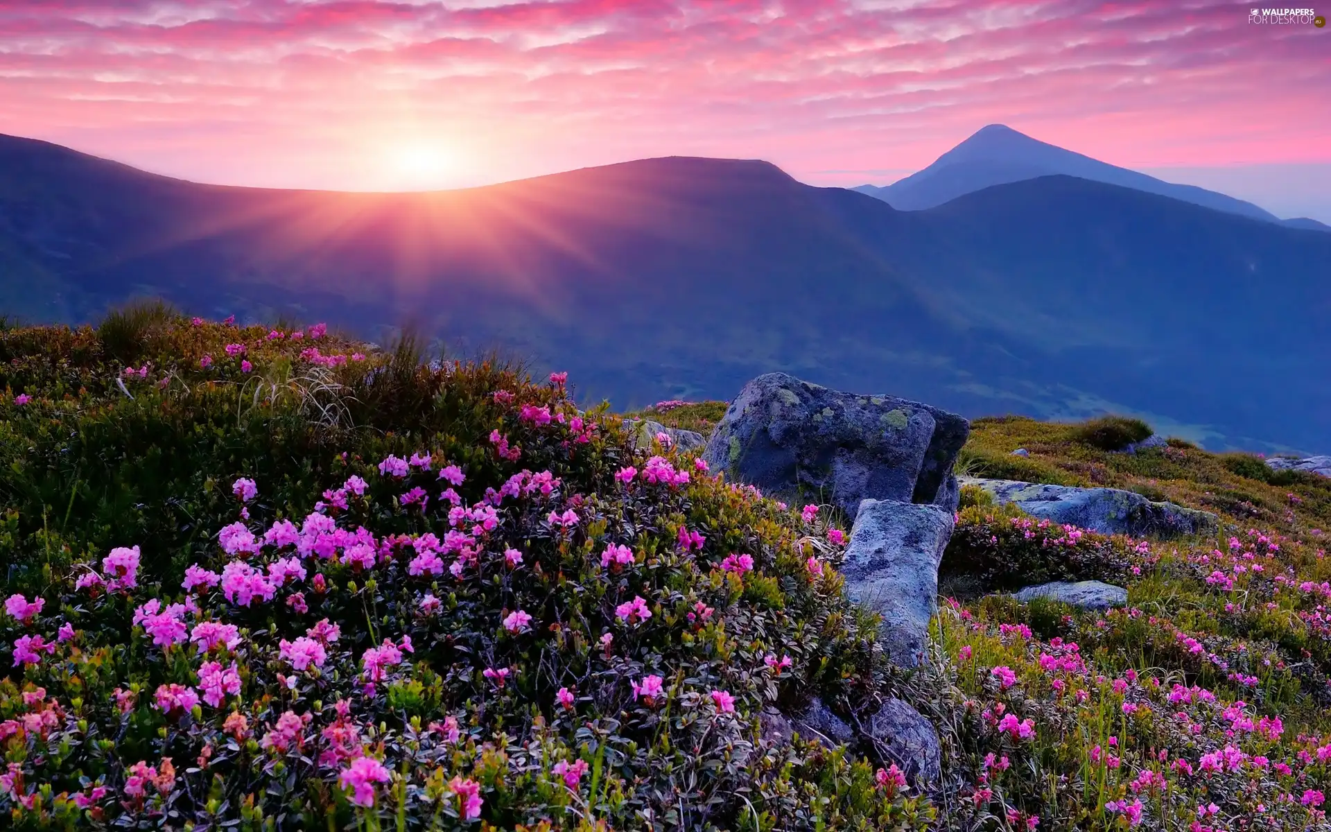 rays, Mountains, Flowers, sun