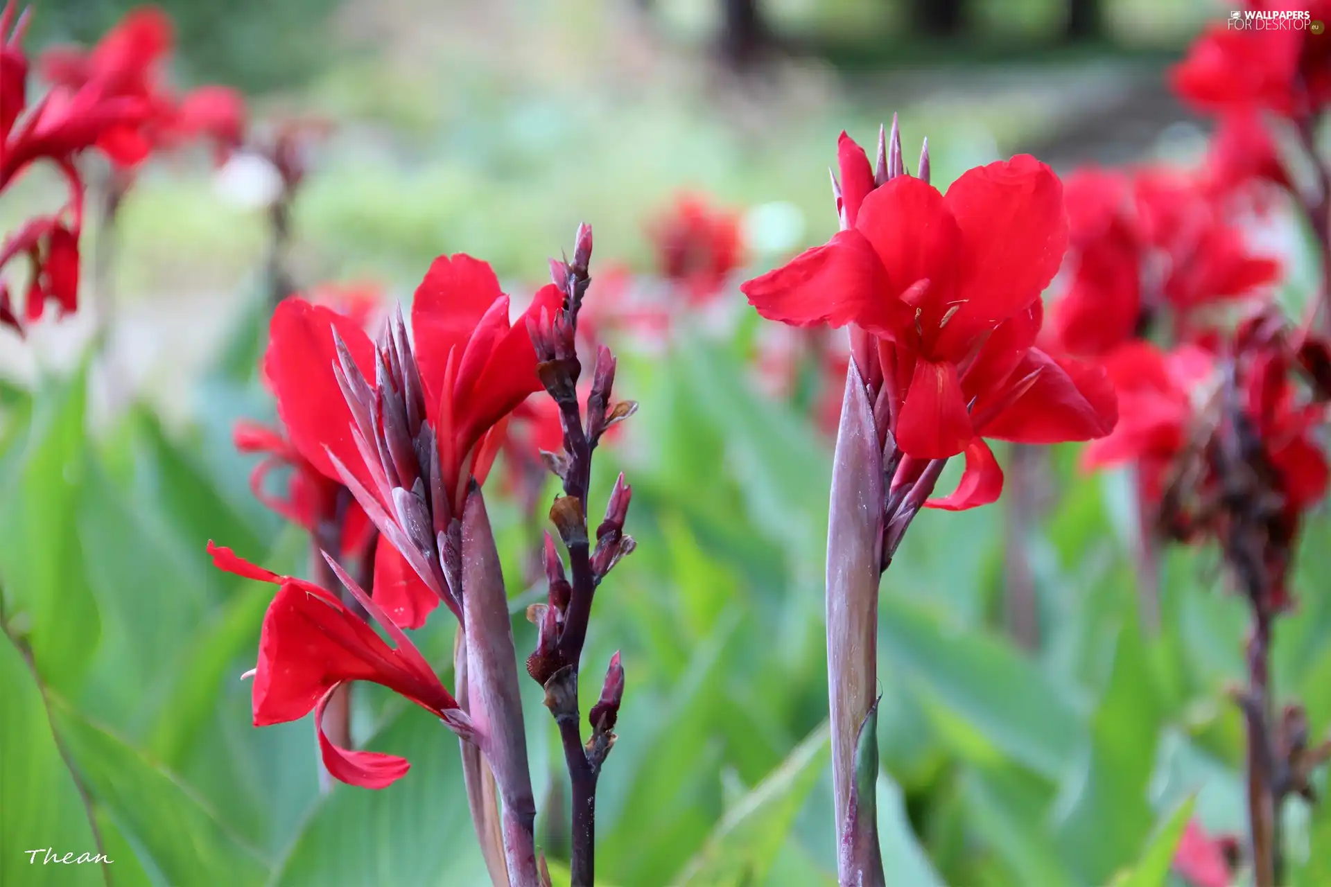 Red, Flowers