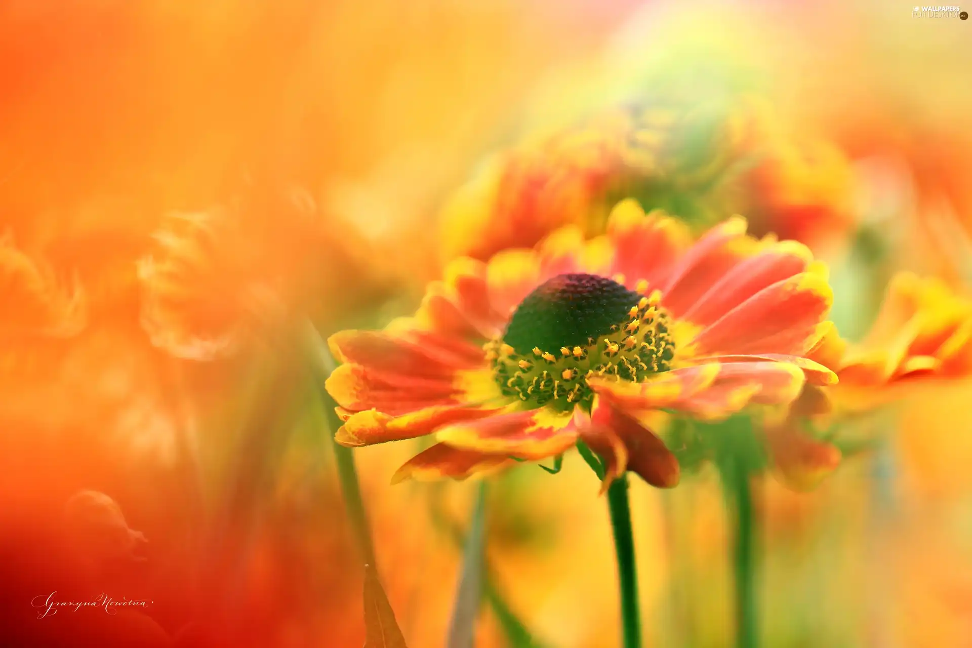 Helenium, Red, Flowers