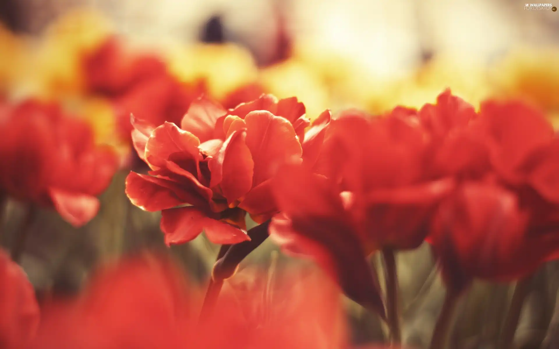 Red, Flowers