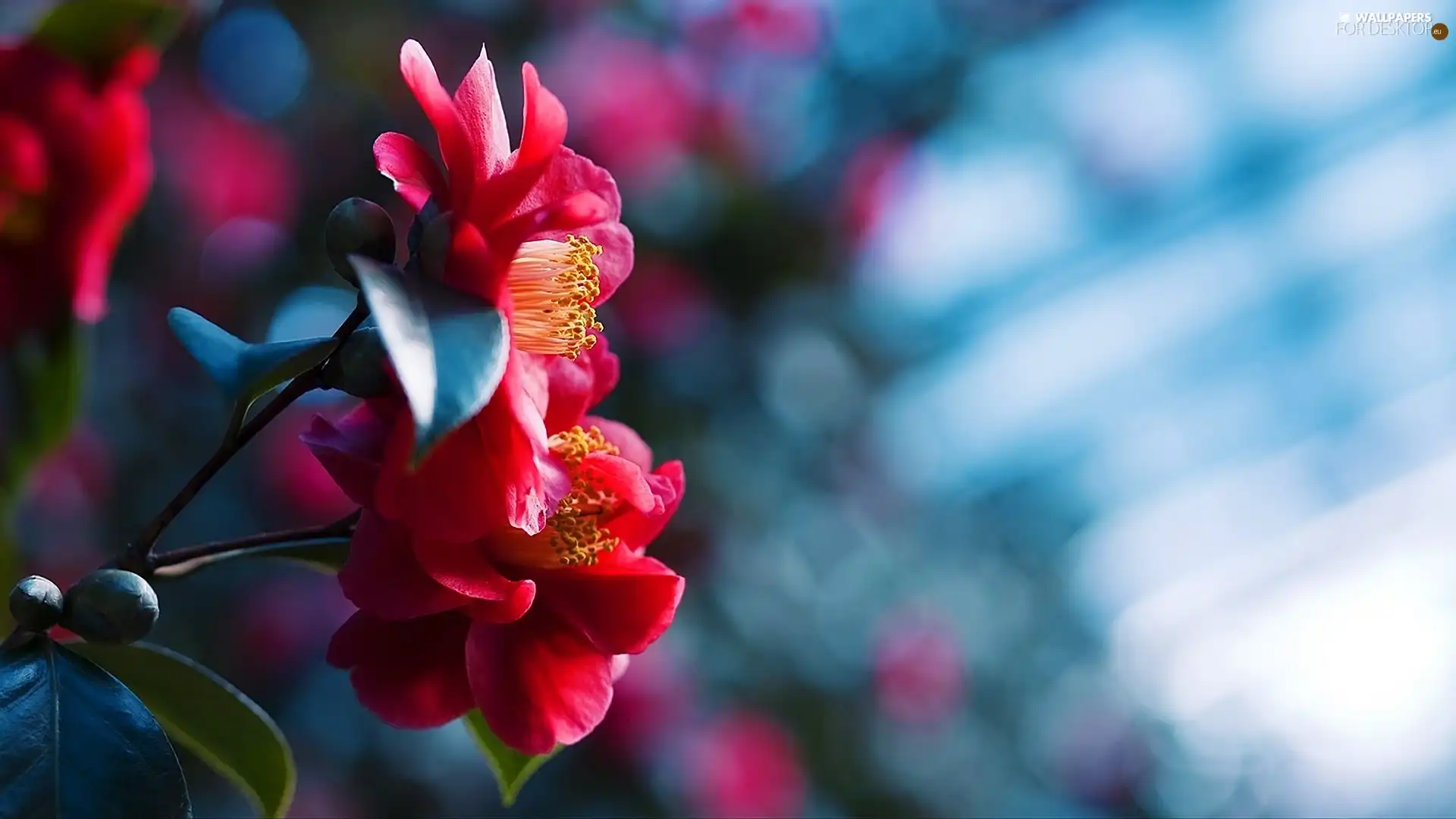 Red, Flowers