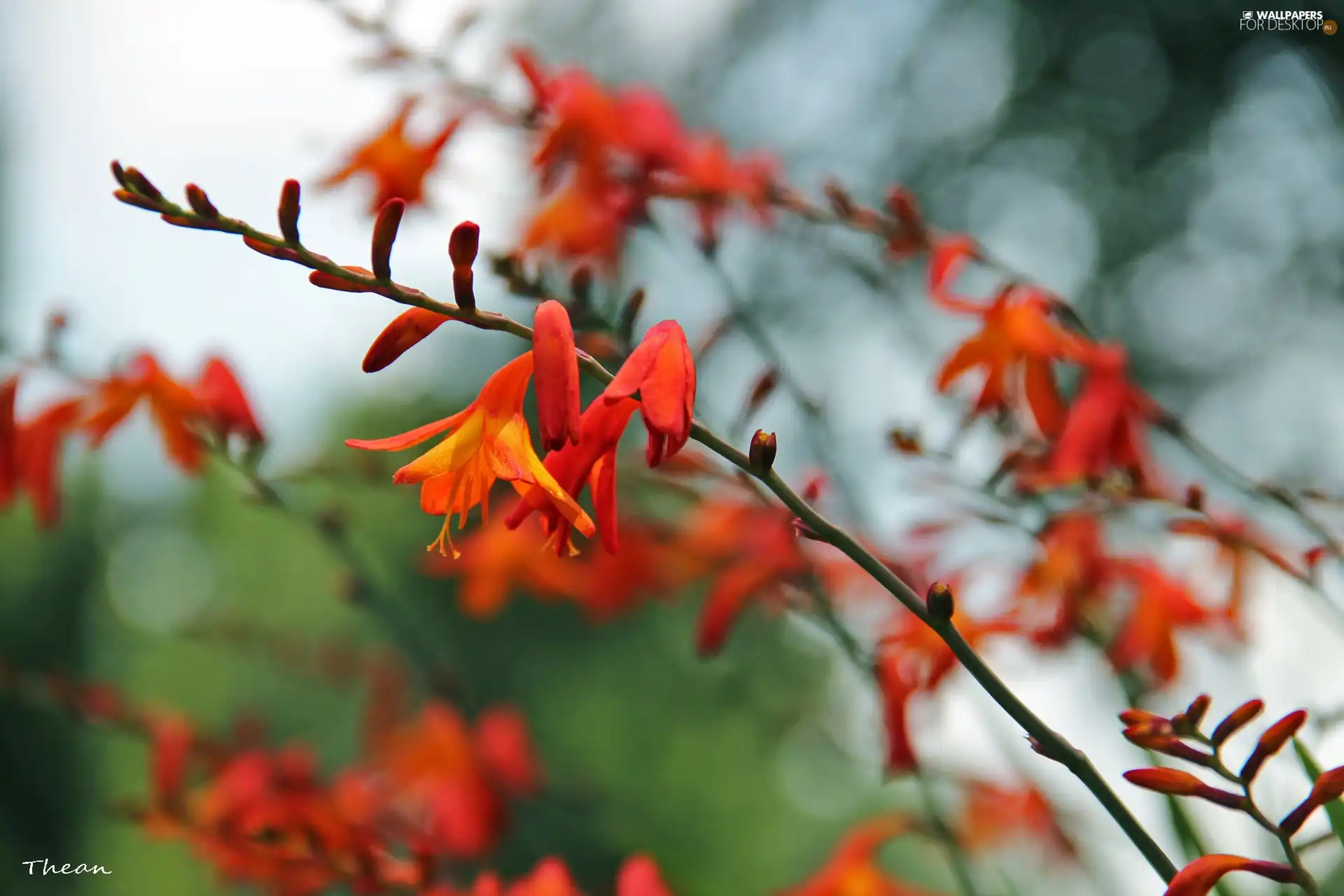 Red, Flowers