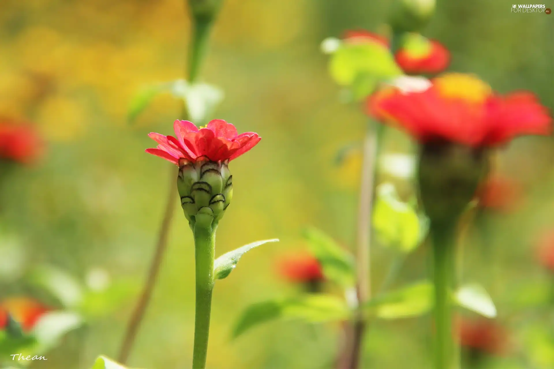 Red, flowers