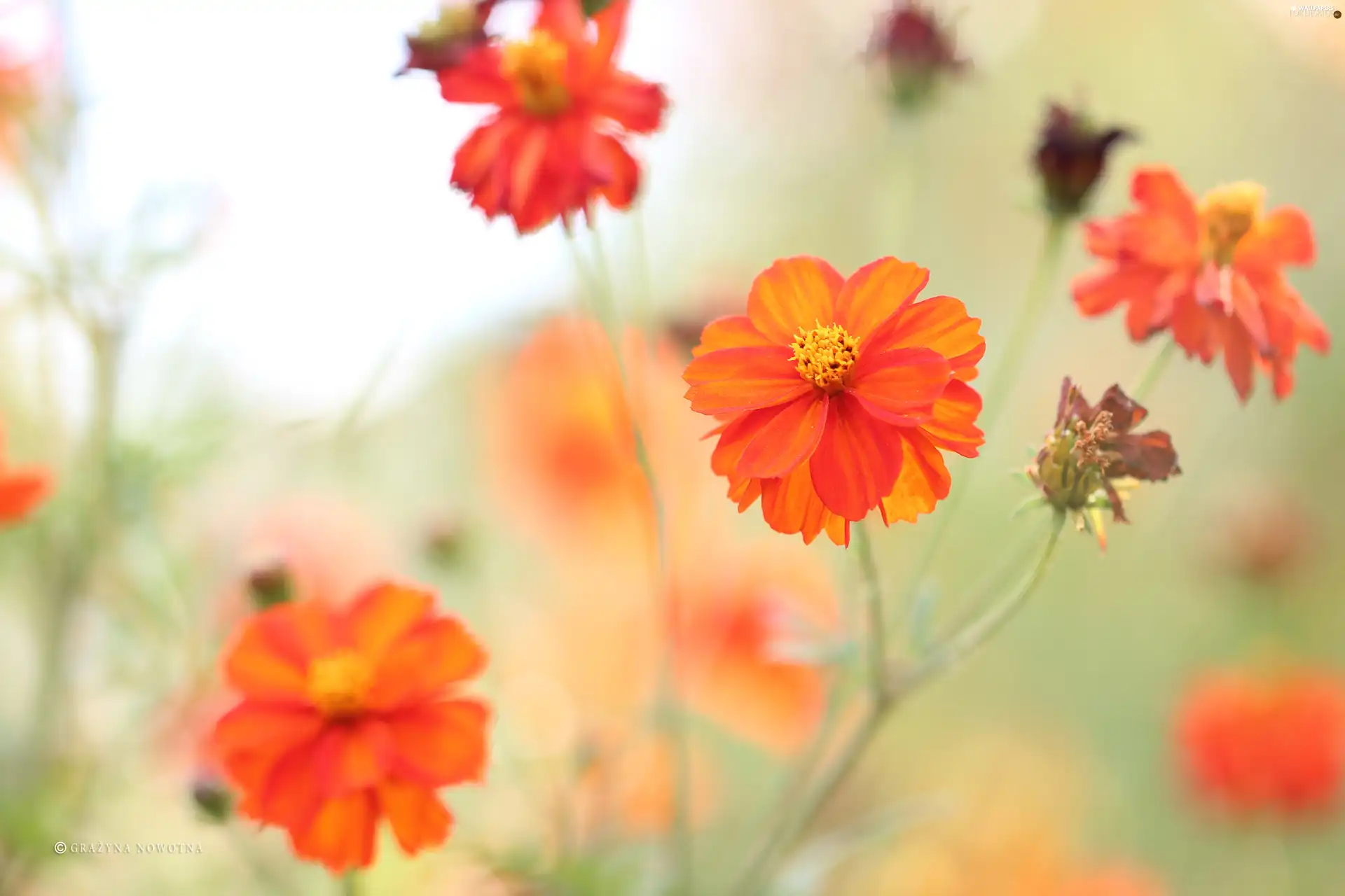 Red, Flowers