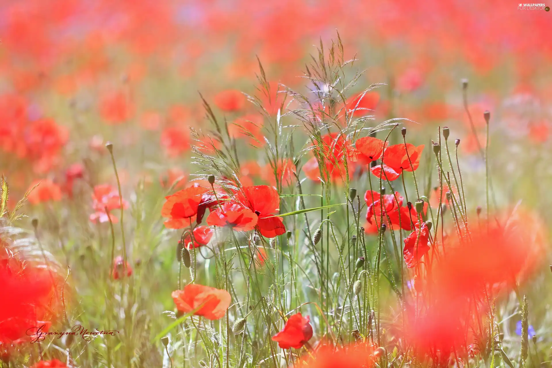 Flowers, papavers, Red