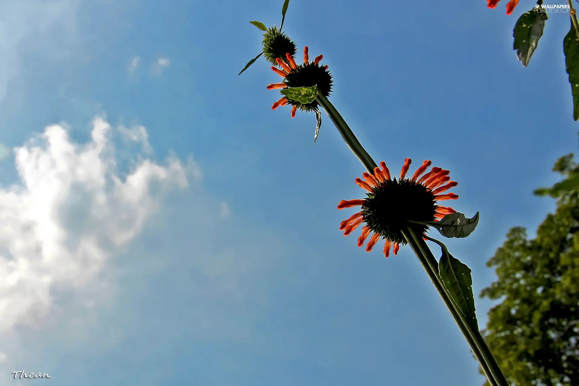 Flowers, plant, Red