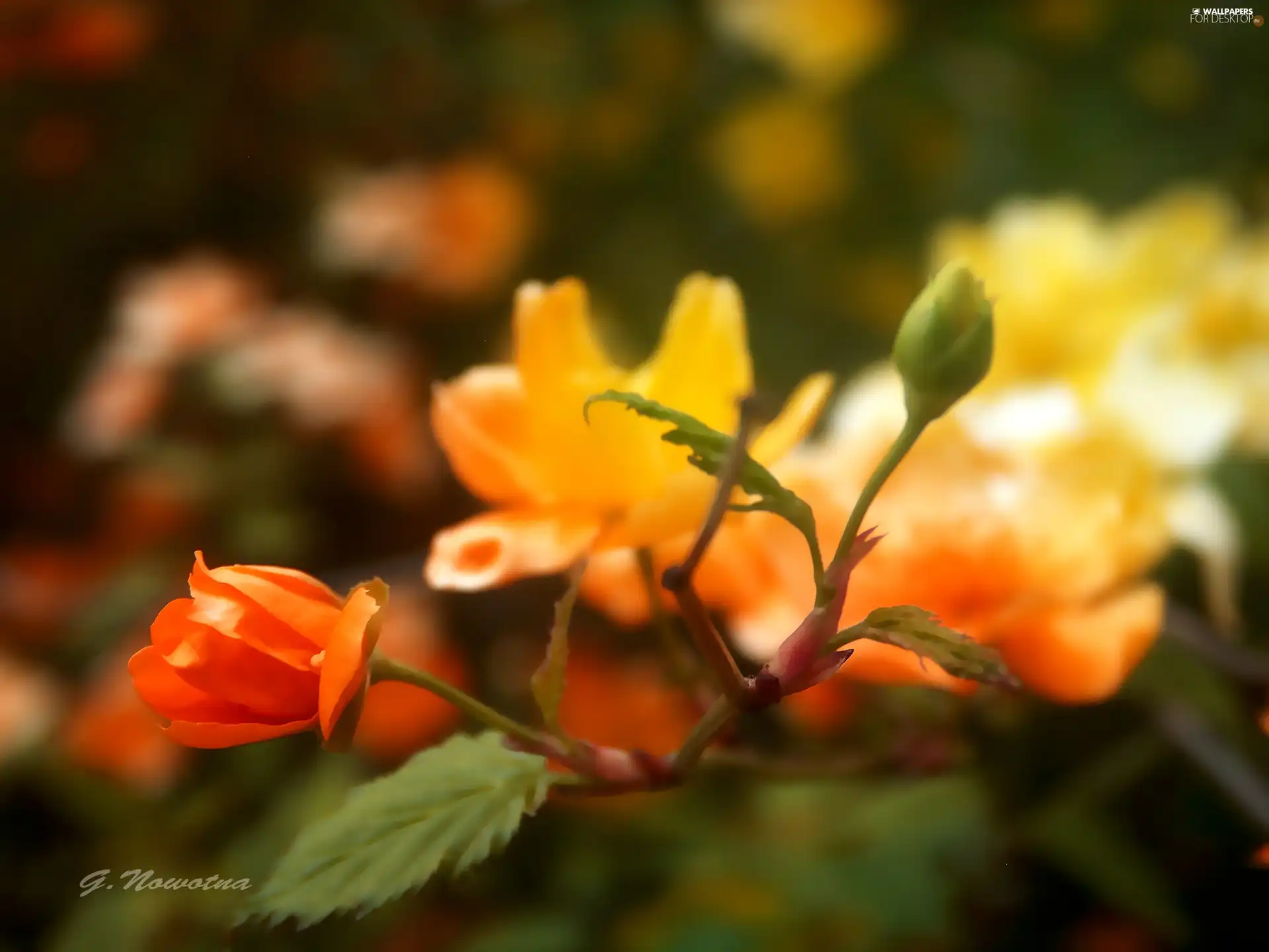 Flowers, yellow, Red