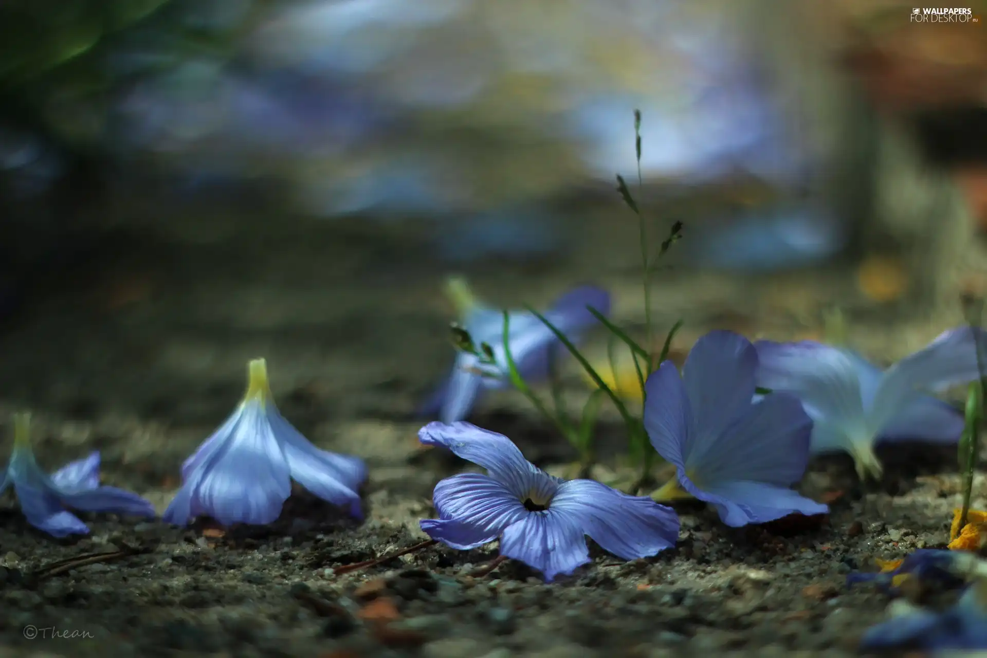 Flowers, purple, ringtones