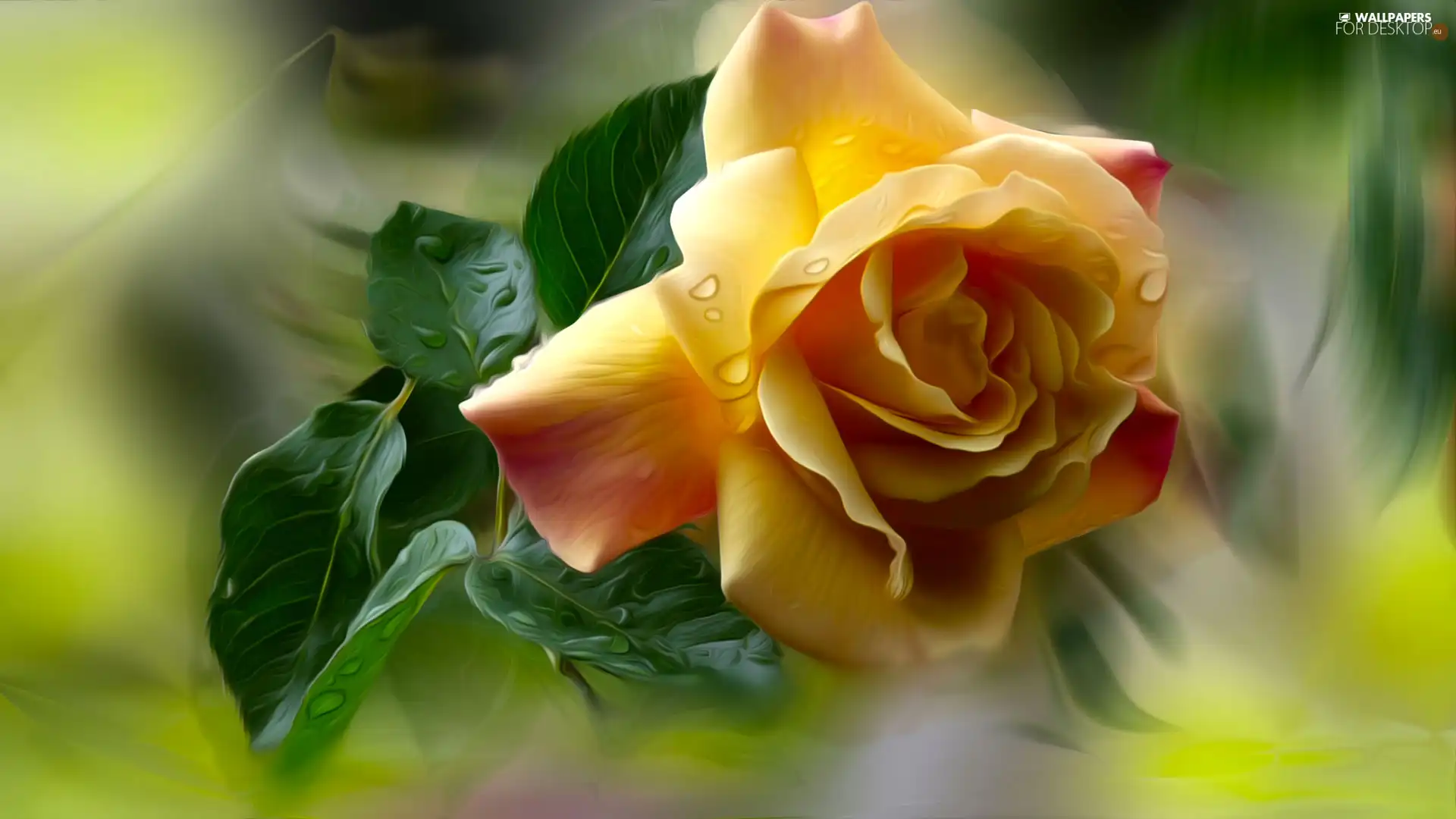 Colourfull Flowers, rose, graphics, tea