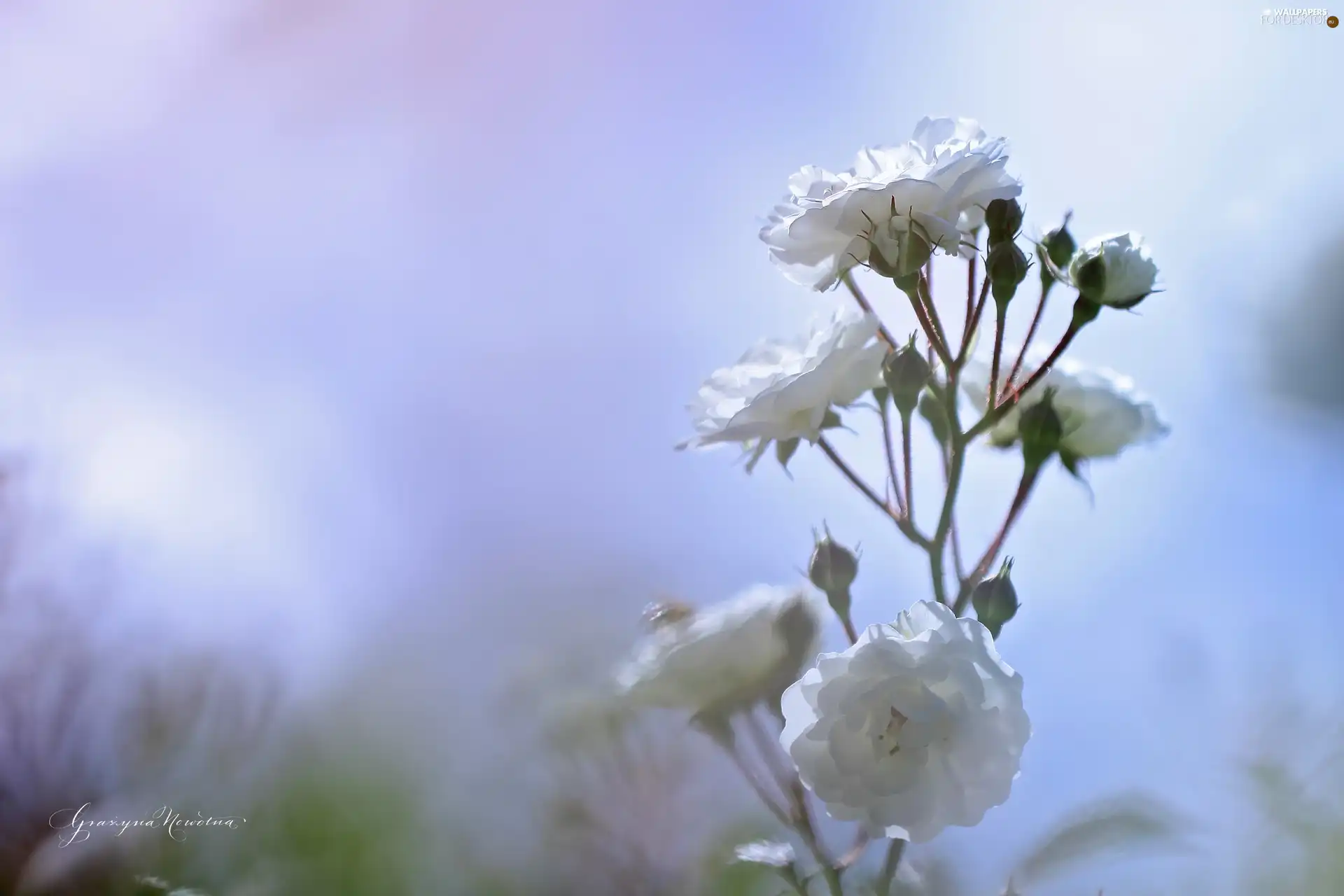 Flowers, White, roses