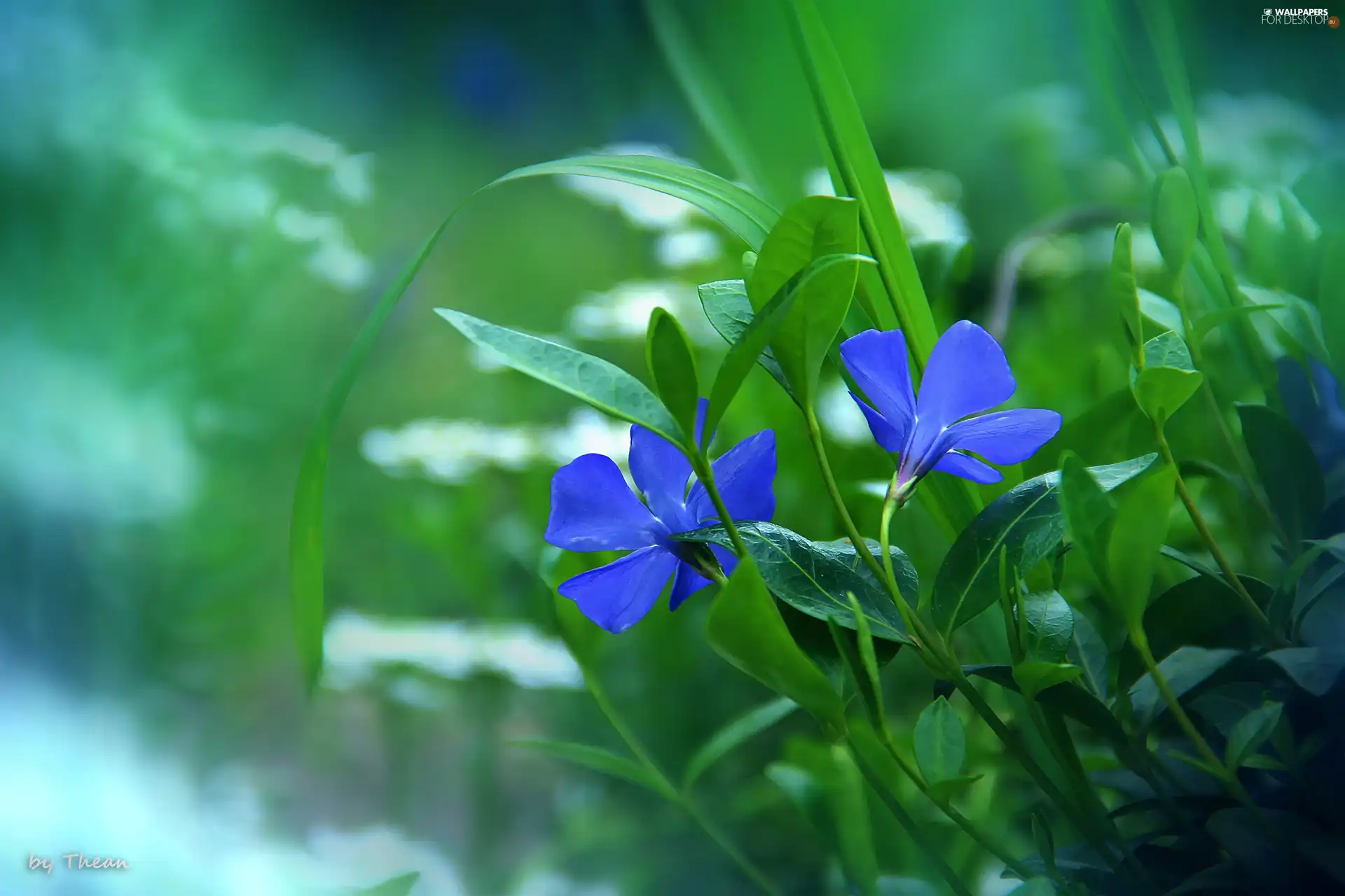 Spring, Flowers