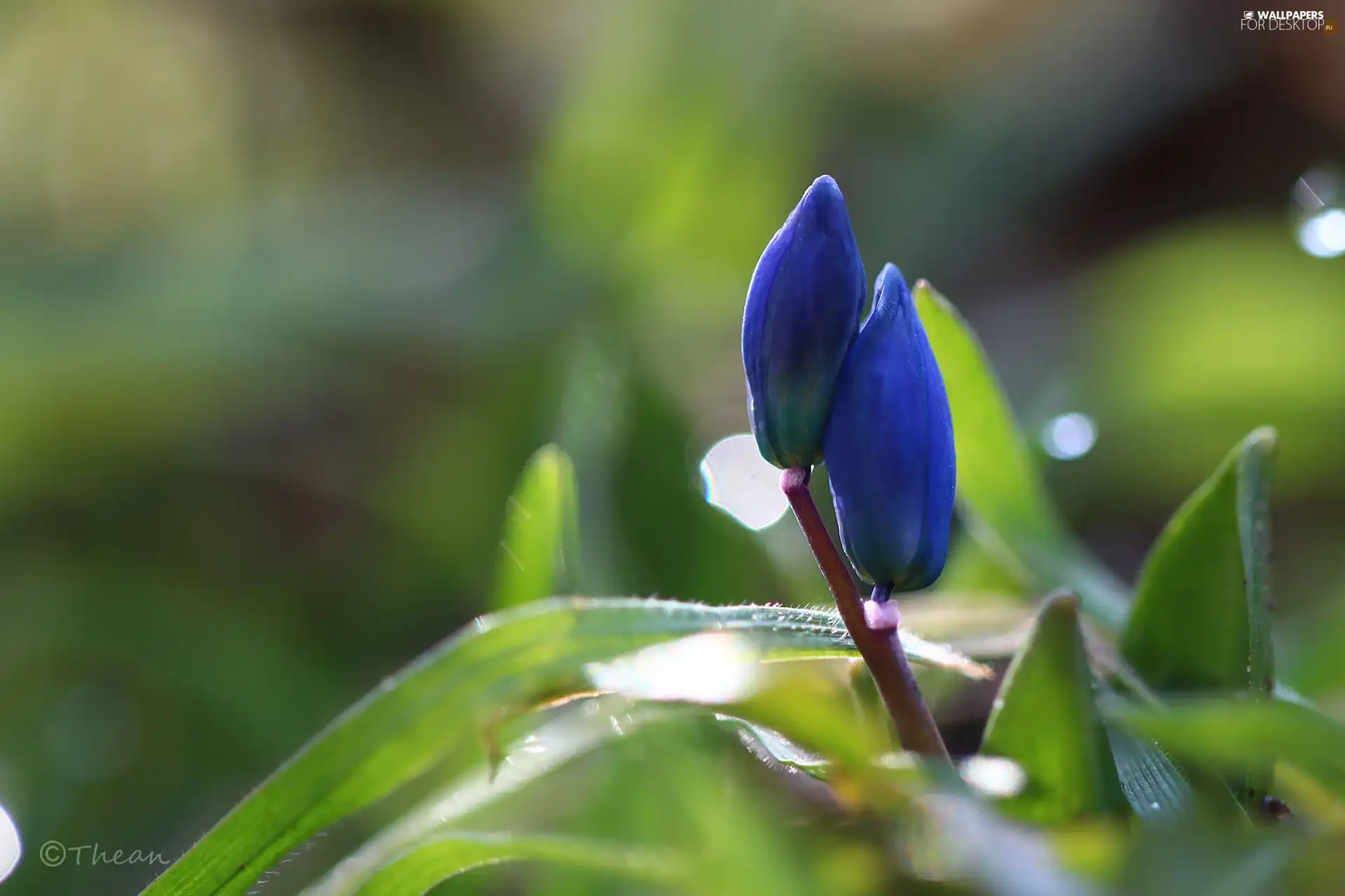 Flowers, Spring, Buds, Blue, Siberian squill