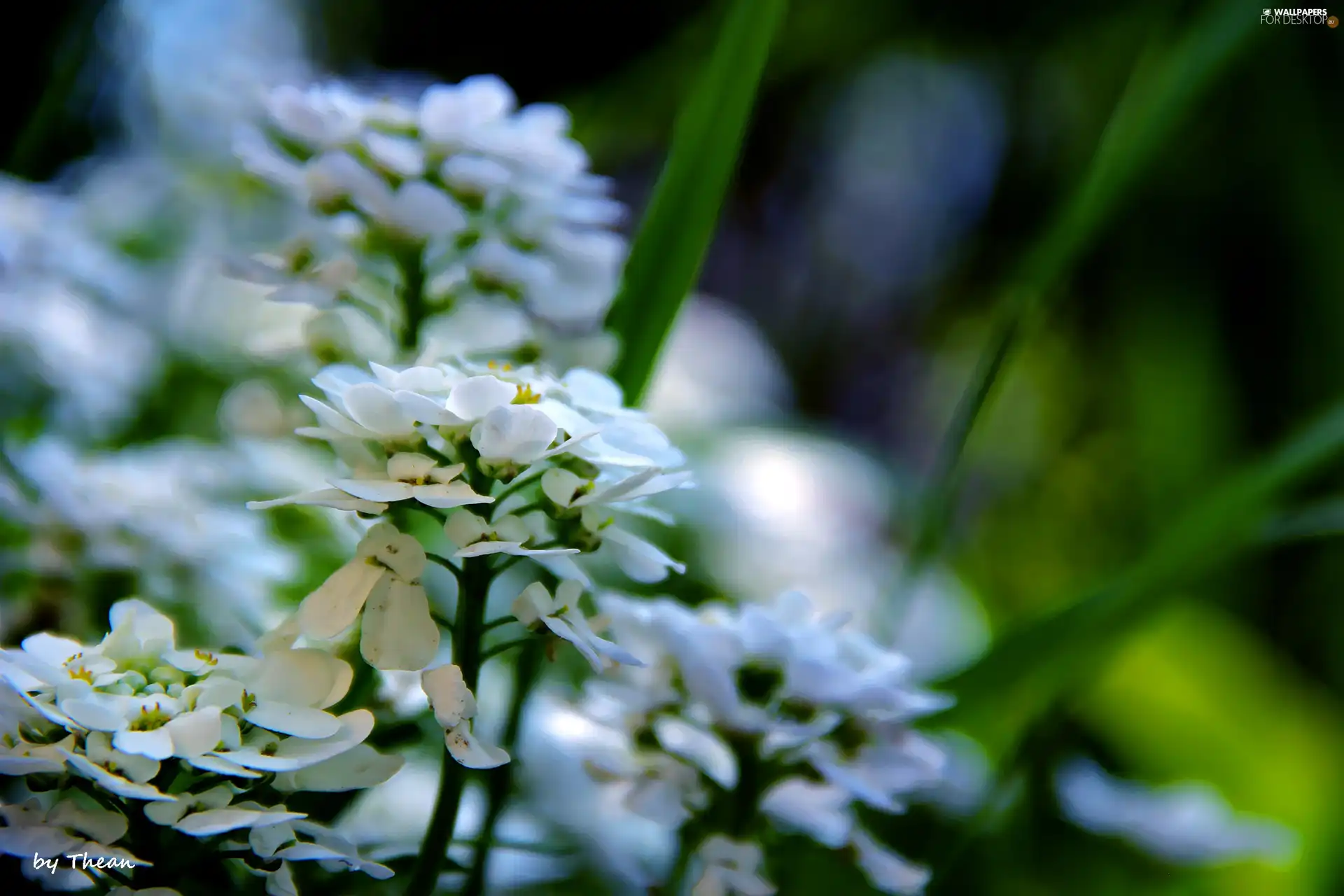 Flowers, White, Spring
