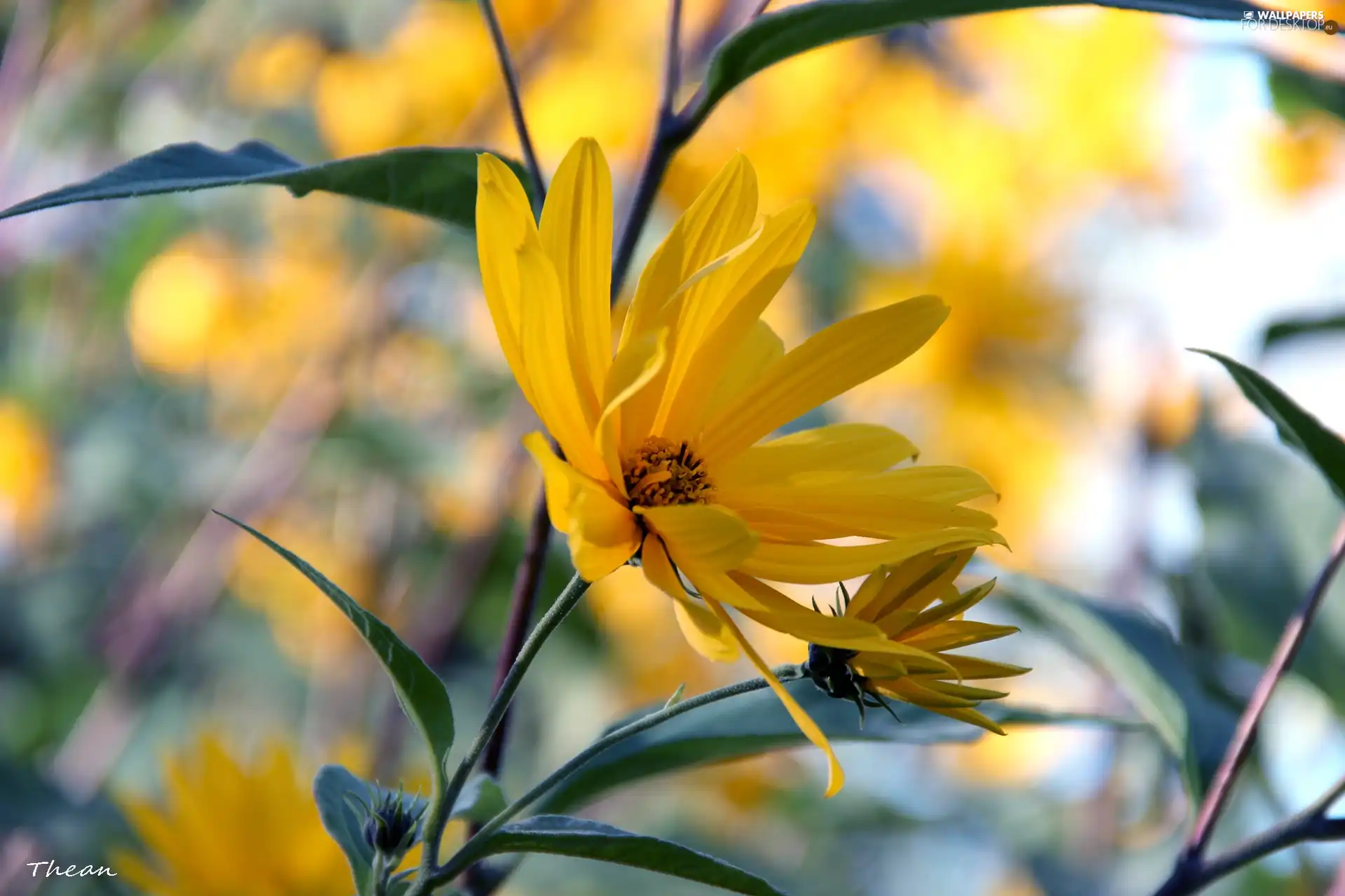 Flowers, Yellow, sunny