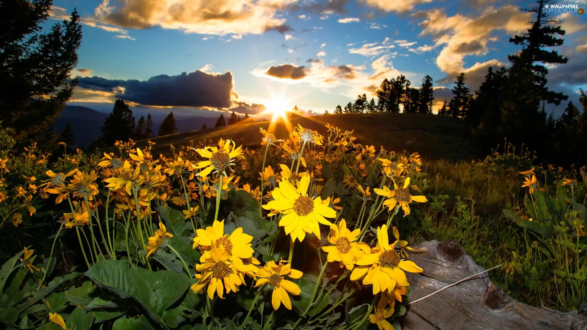Great Sunsets, Yellow, Flowers, Hill