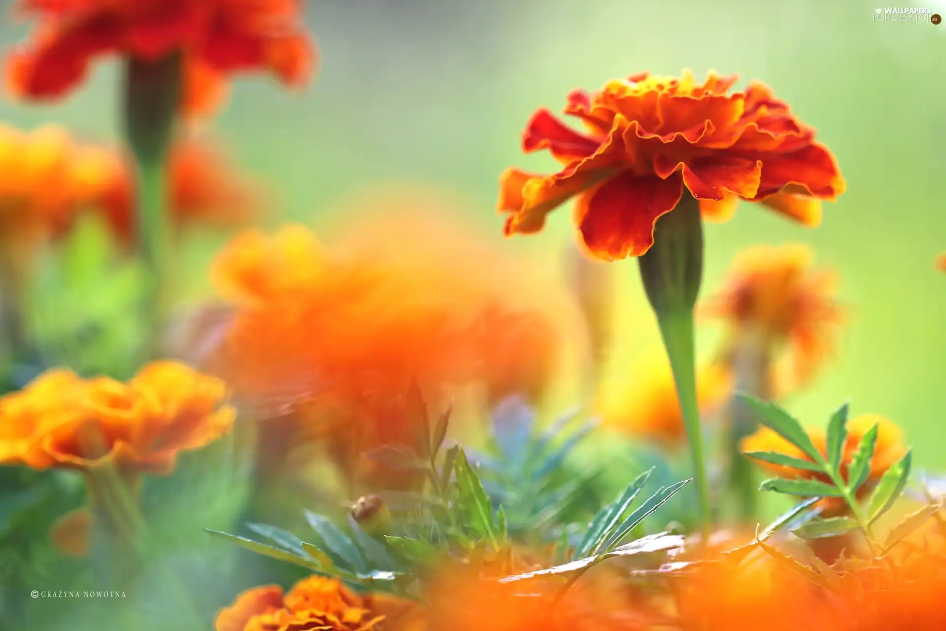 Tagetes, Flowers