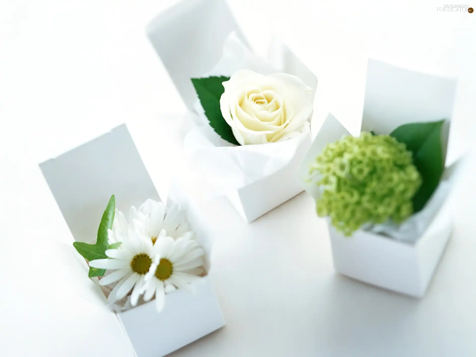 Three, Boxes, Flowers, White