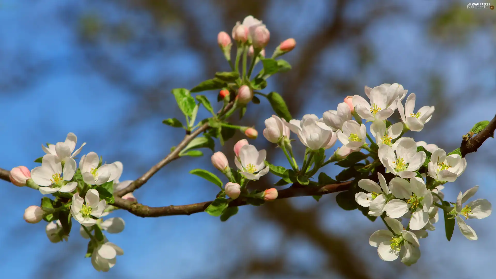 twig, Fruit Tree, Flowers, rapprochement, White, flowery