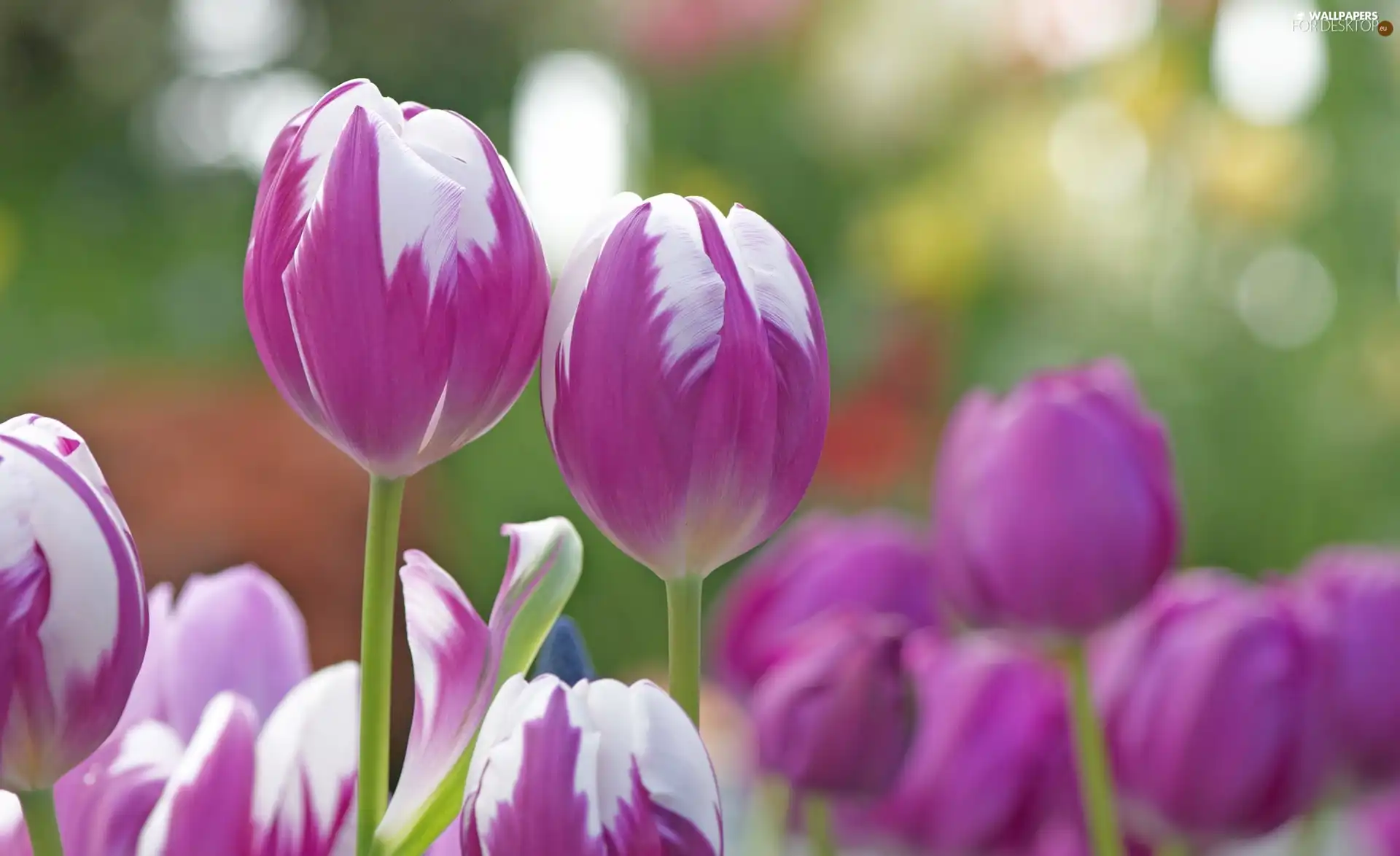 Tulips, Flowers