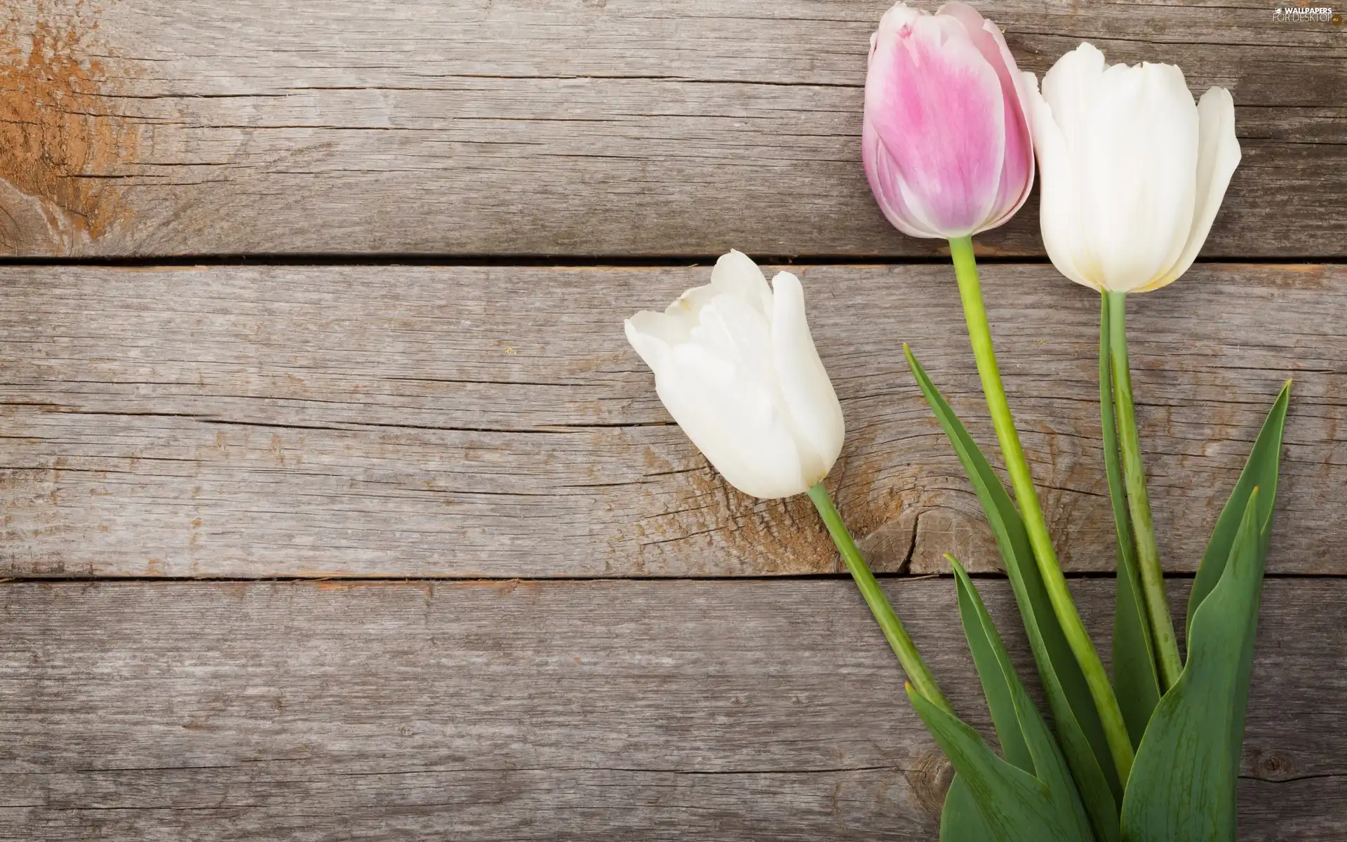 Tulips, Flowers