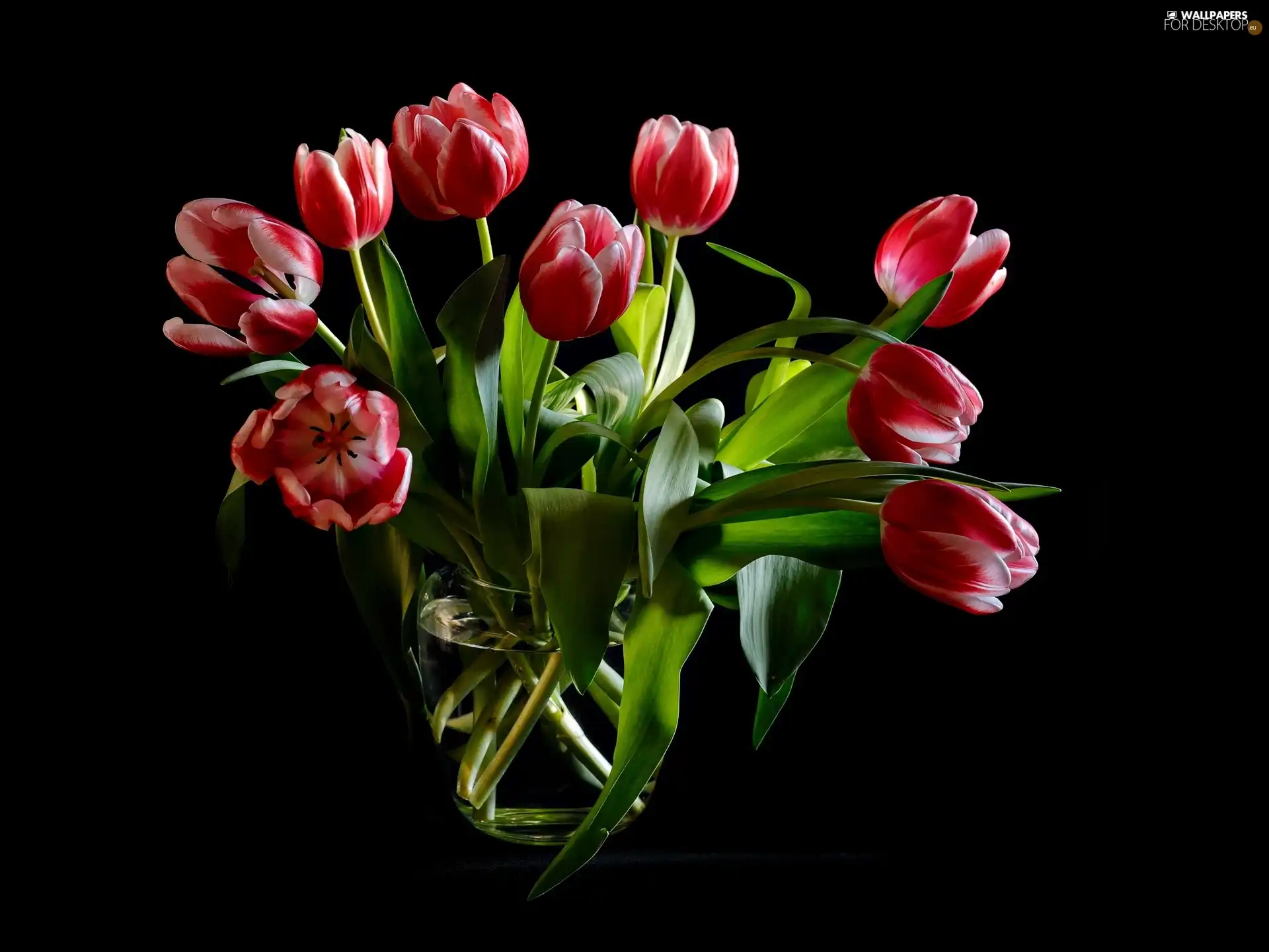 Tulips, Flowers