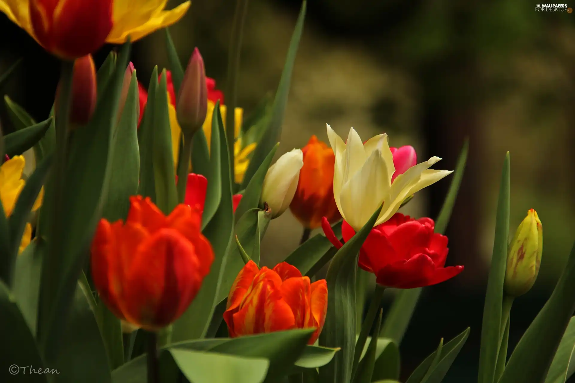 Flowers, color, Tulips