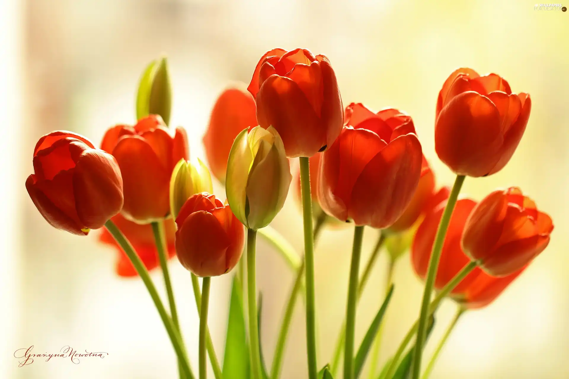 Flowers, Red, Tulips