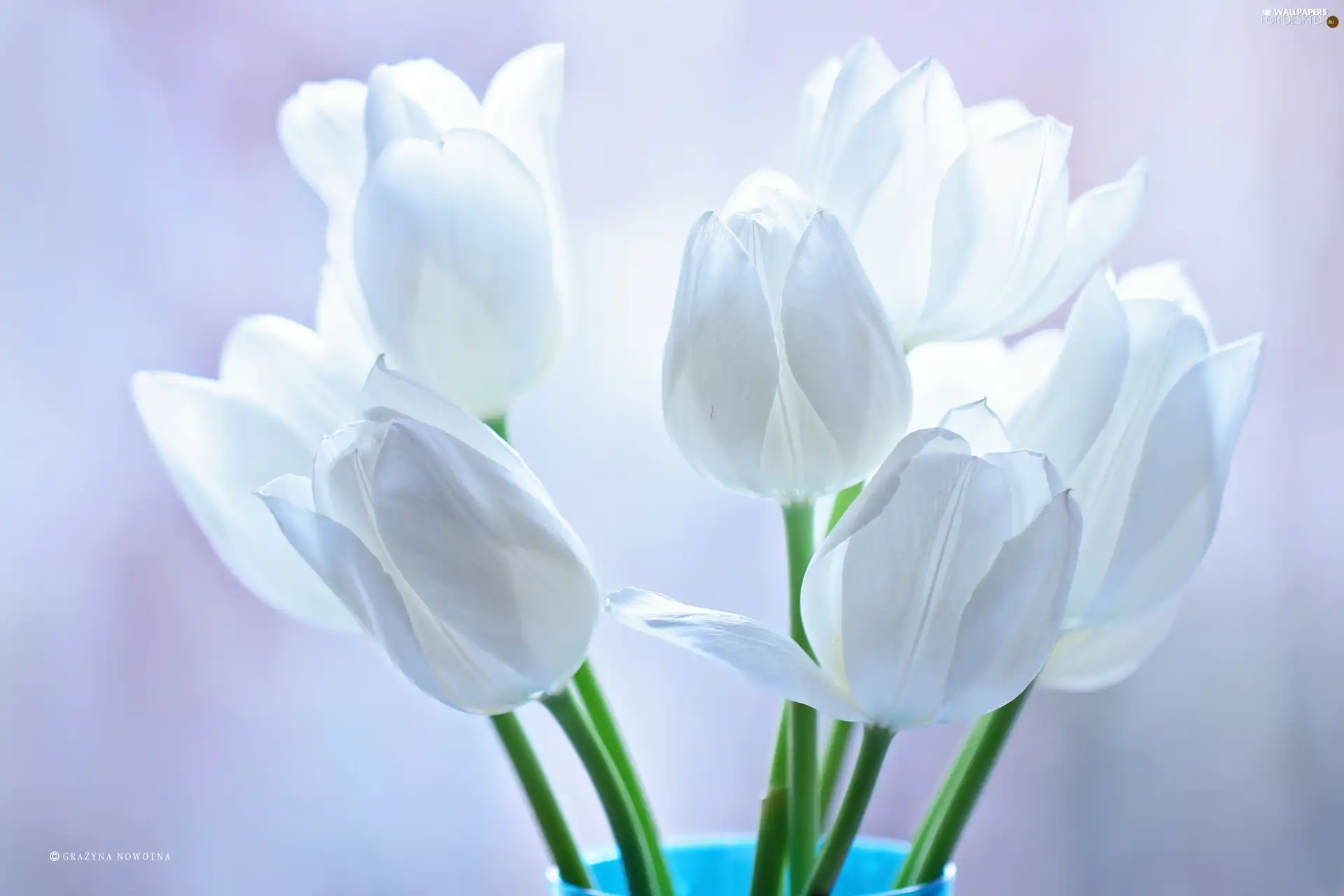 Flowers, White, Tulips